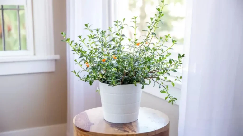 goldfish-plants