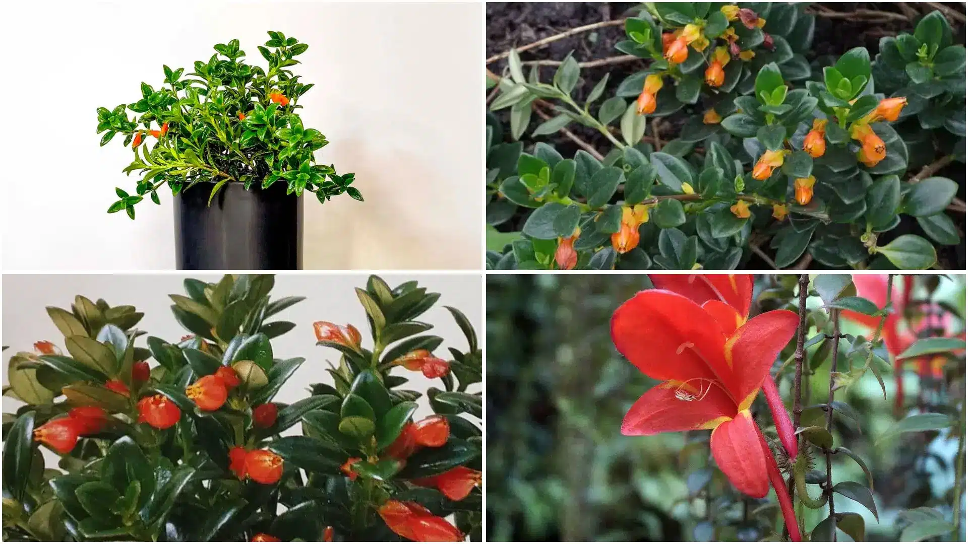 Four images show Codonanthe plants with green leaves and tubular orange to red flowers, displayed both in pots and outdoors.