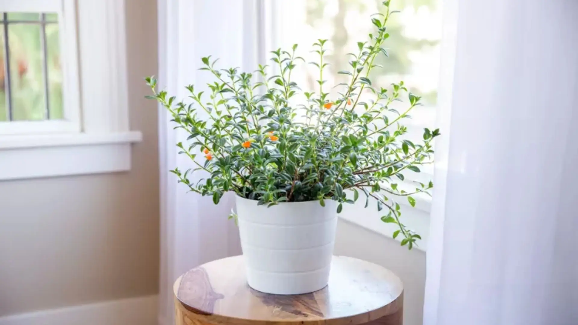 goldfish-plants