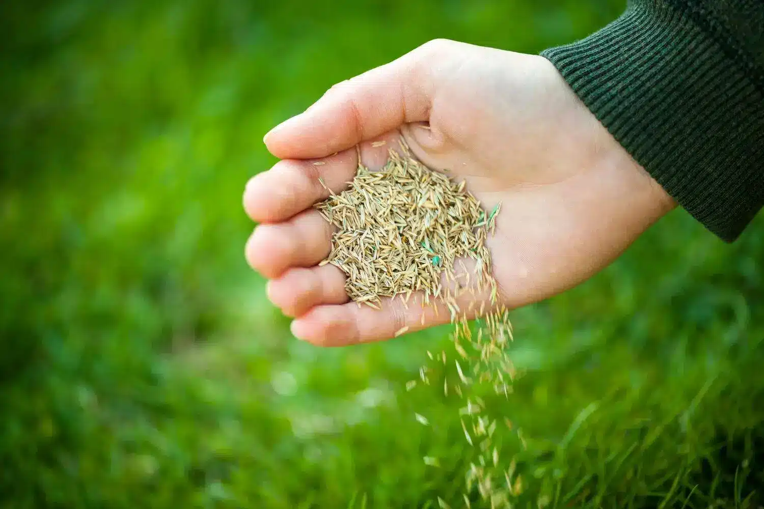 Hand scattering grass seeds on lush green lawn outdoors
