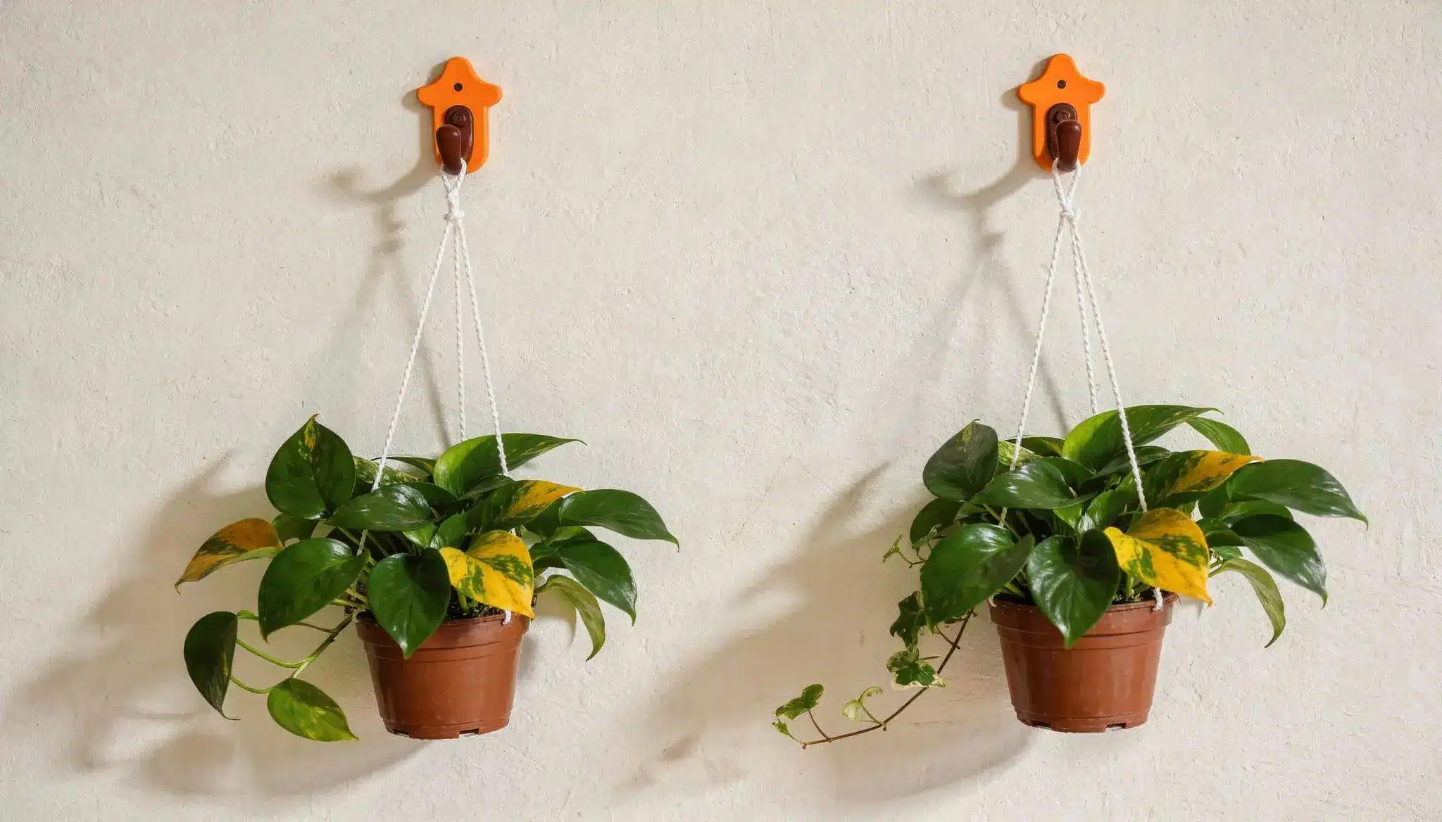 Two potted golden pothos plants hang from orange wall hooks against a textured white wall.