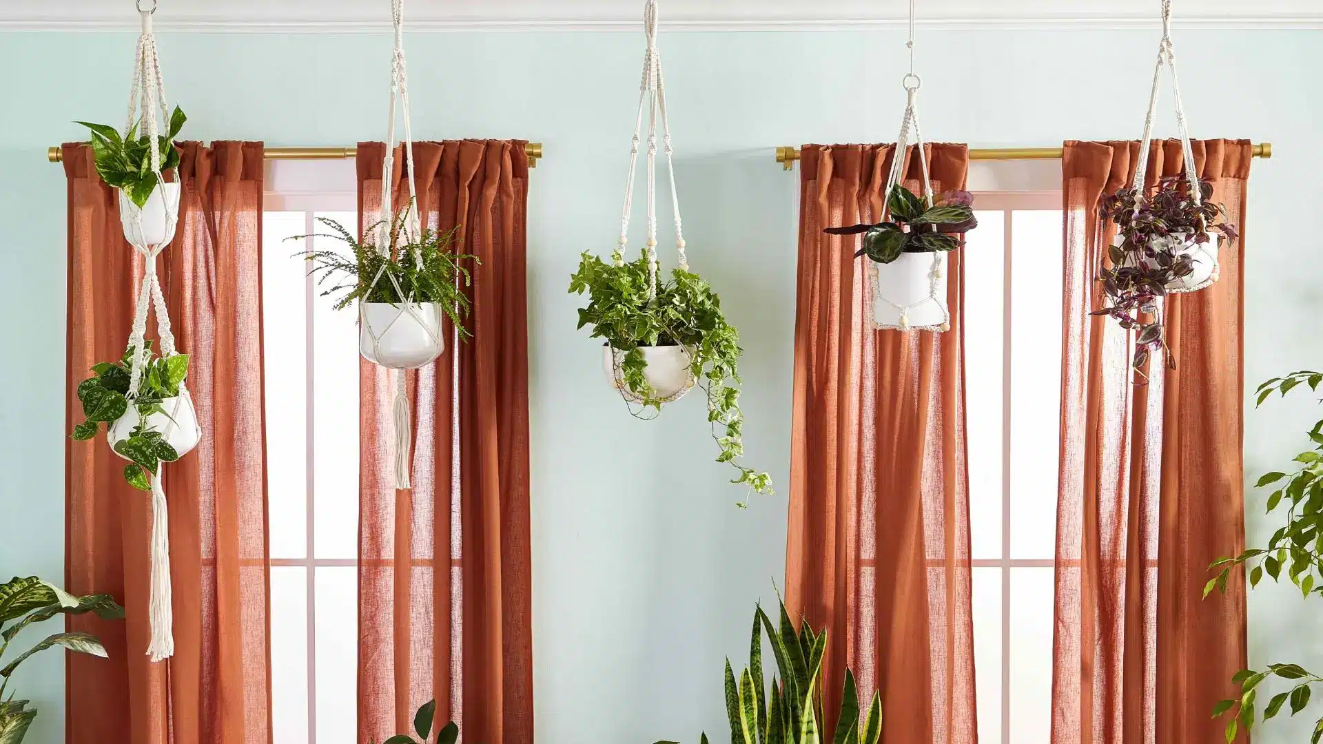 Several macrame plant hangers with various green plants are displayed in front of sheer rust-colored curtains.