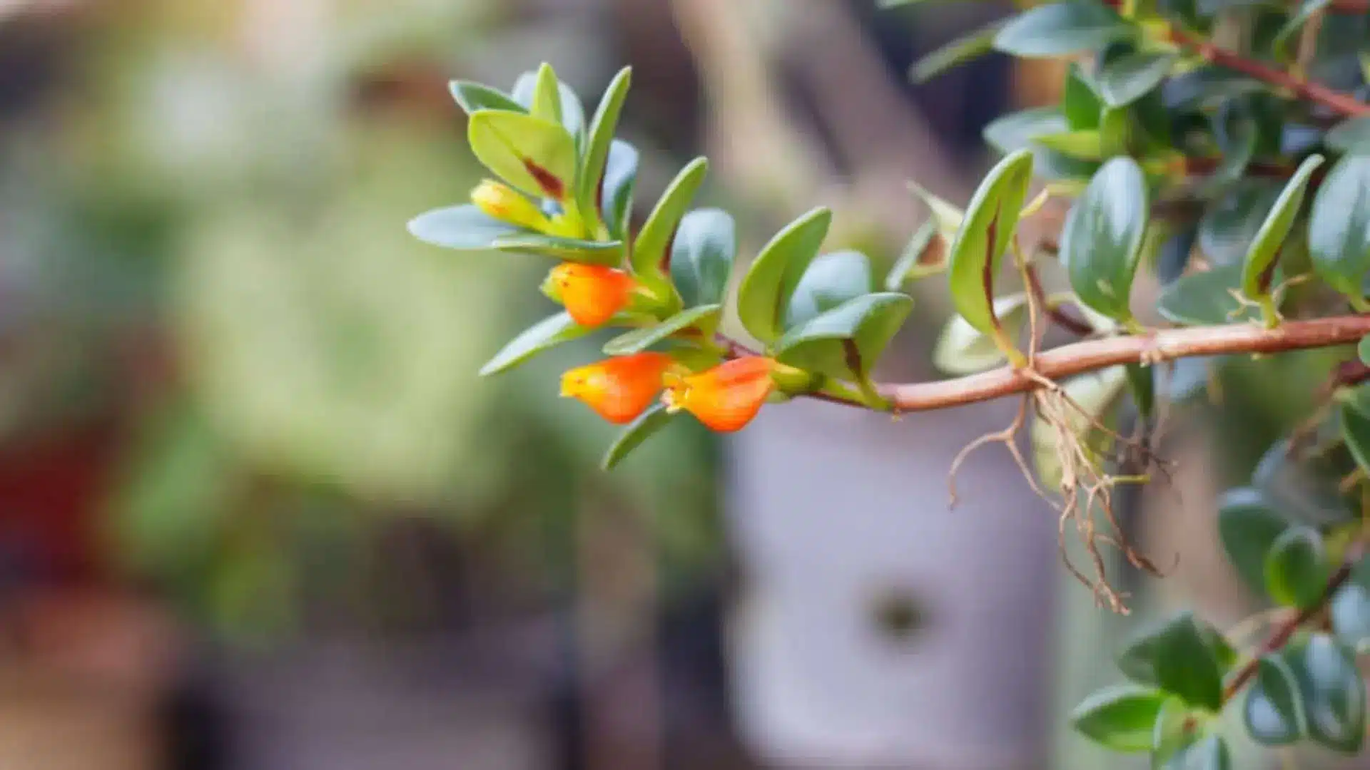A goldfish plant with vivid orange flowers and healthy green leaves
