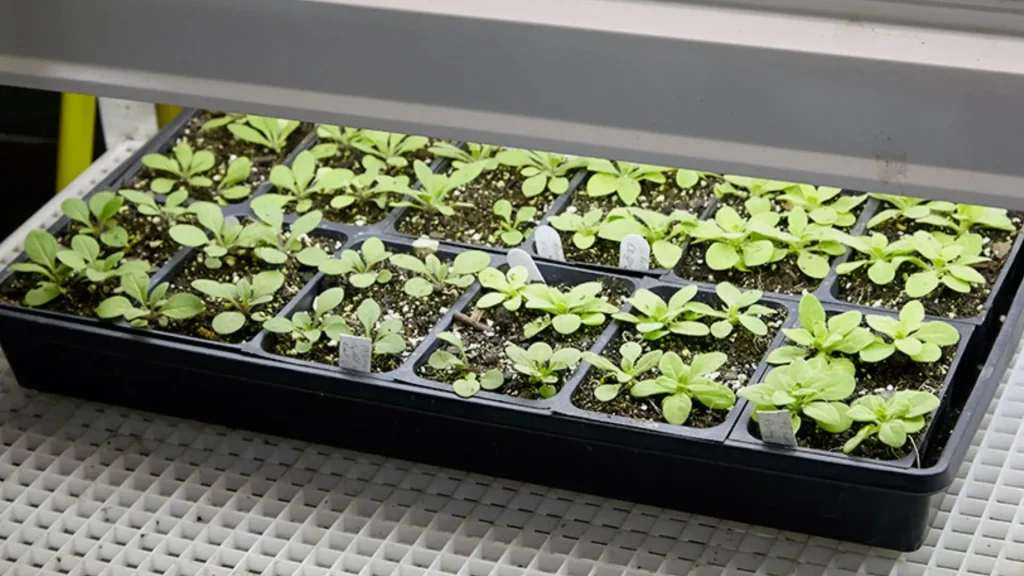 how-to-grow-seedlings