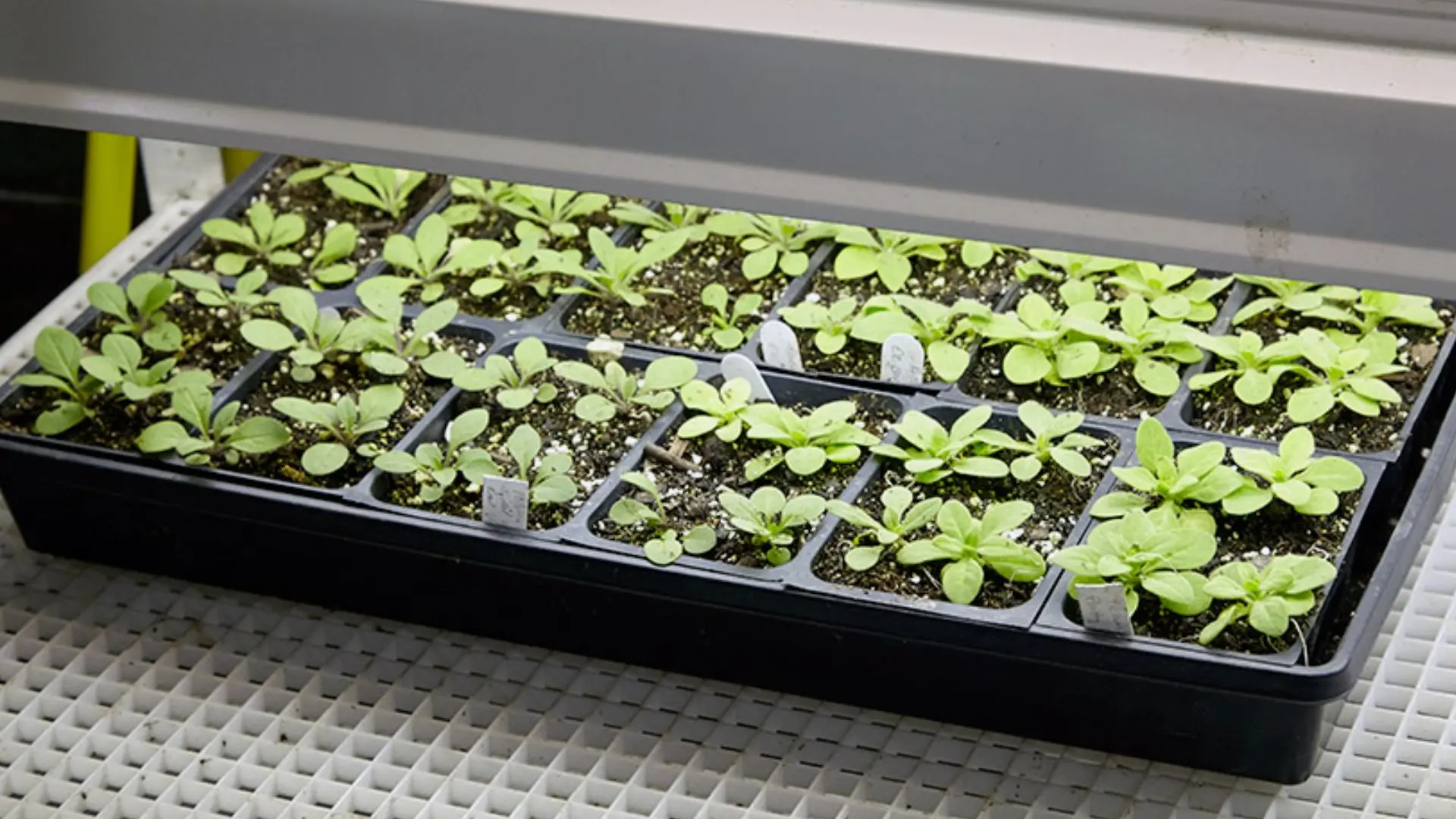 how-to-grow-seedlings