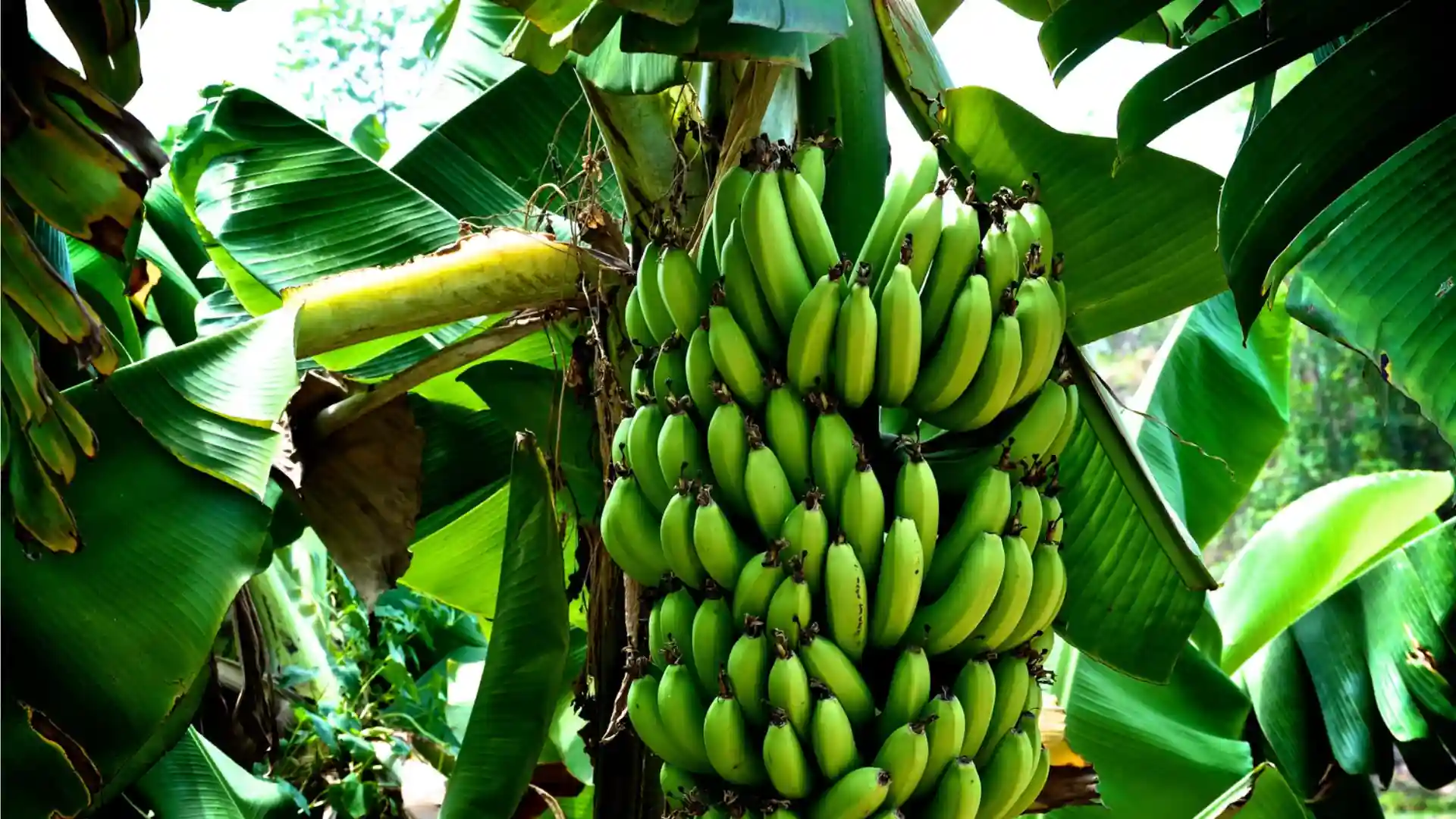 A large bunch of unripe green bananas hangs from a tree amidst lush green leaves.