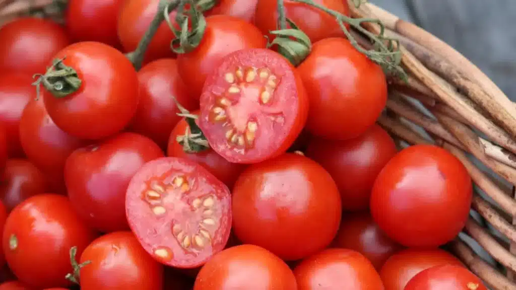 how-to-save-tomato-seeds