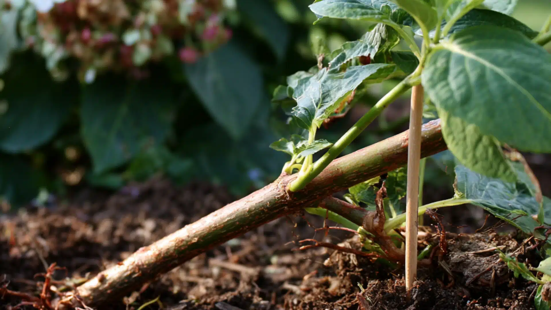 Close-up of a plant with a broken stem, highlighting the damaged area and surrounding healthy leaves.