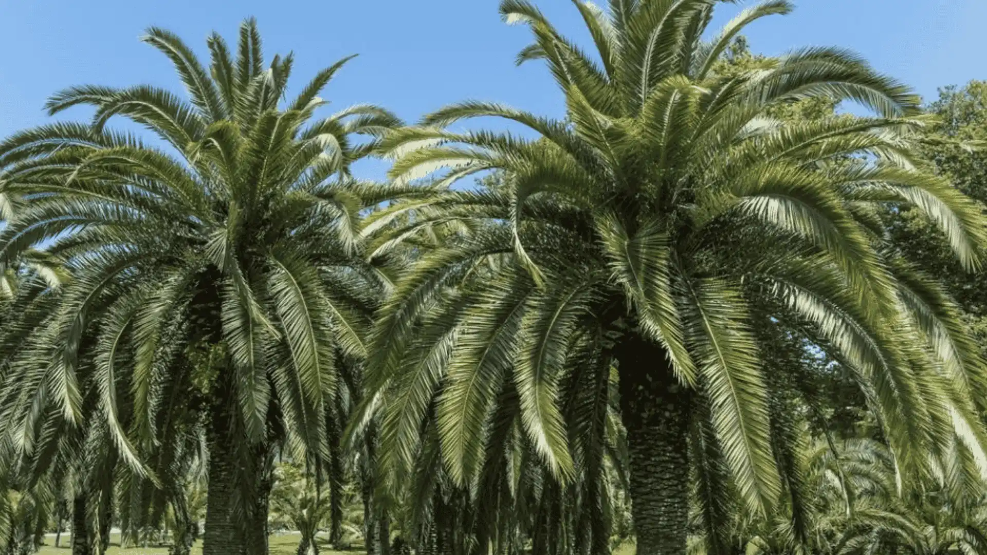 A cluster of lush green palm trees against a clear blue sky.