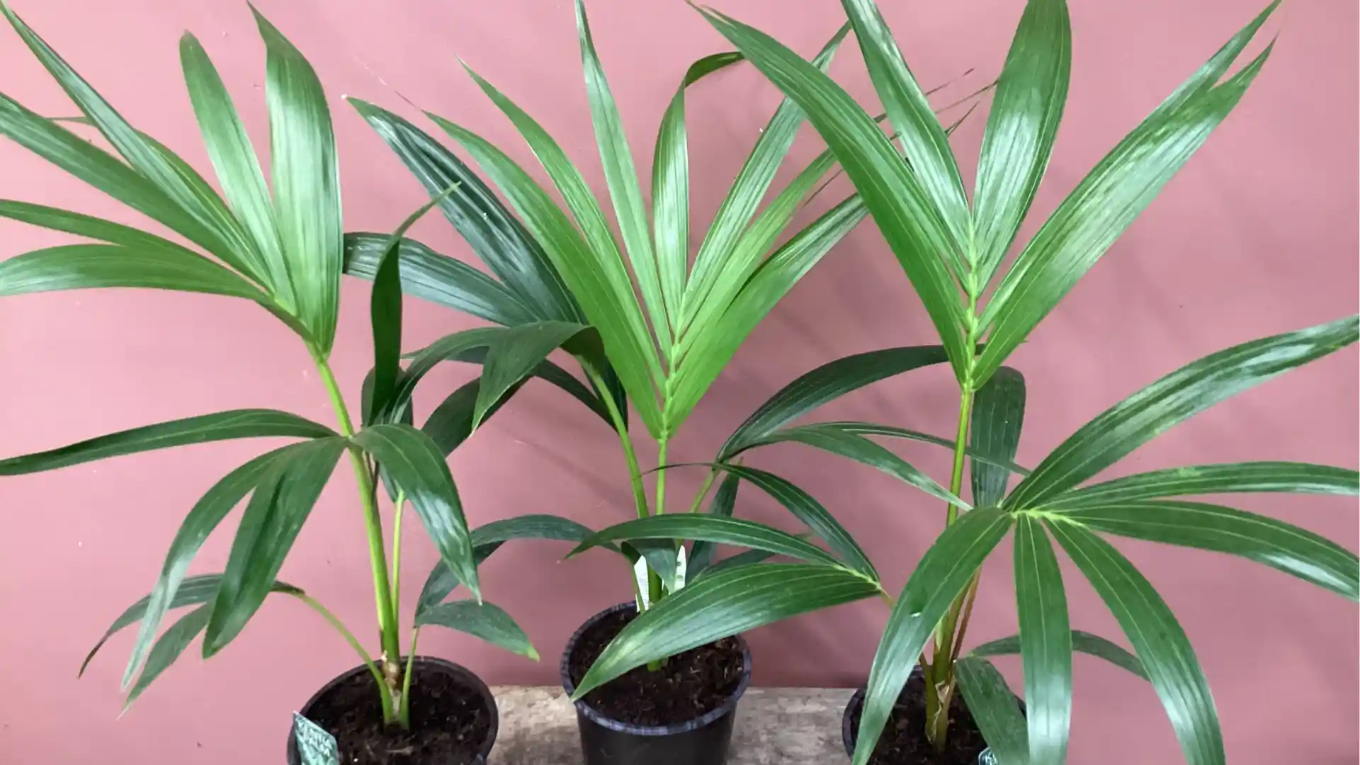 Three small potted palm plants with long, slender green leaves stand against a pink wall.