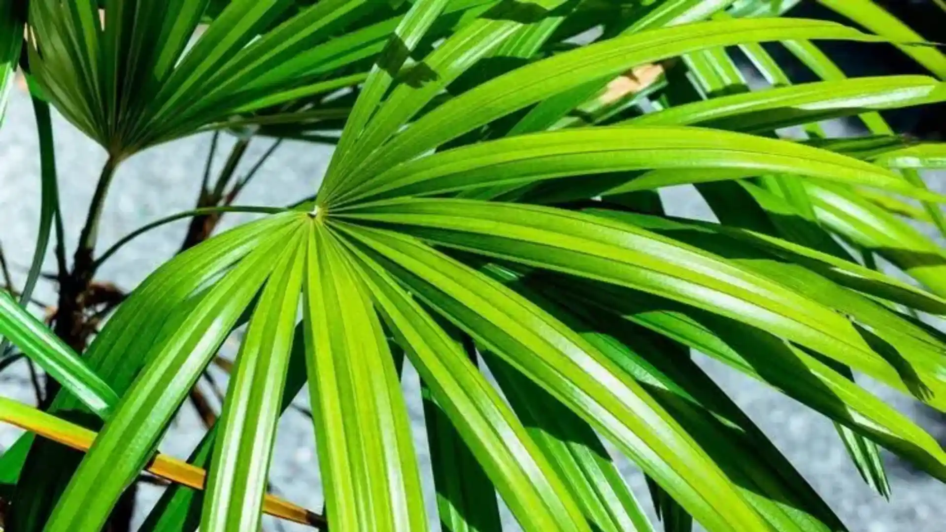 Close-up of bright green, fan-shaped palm fronds with visible veins and a blurred background.