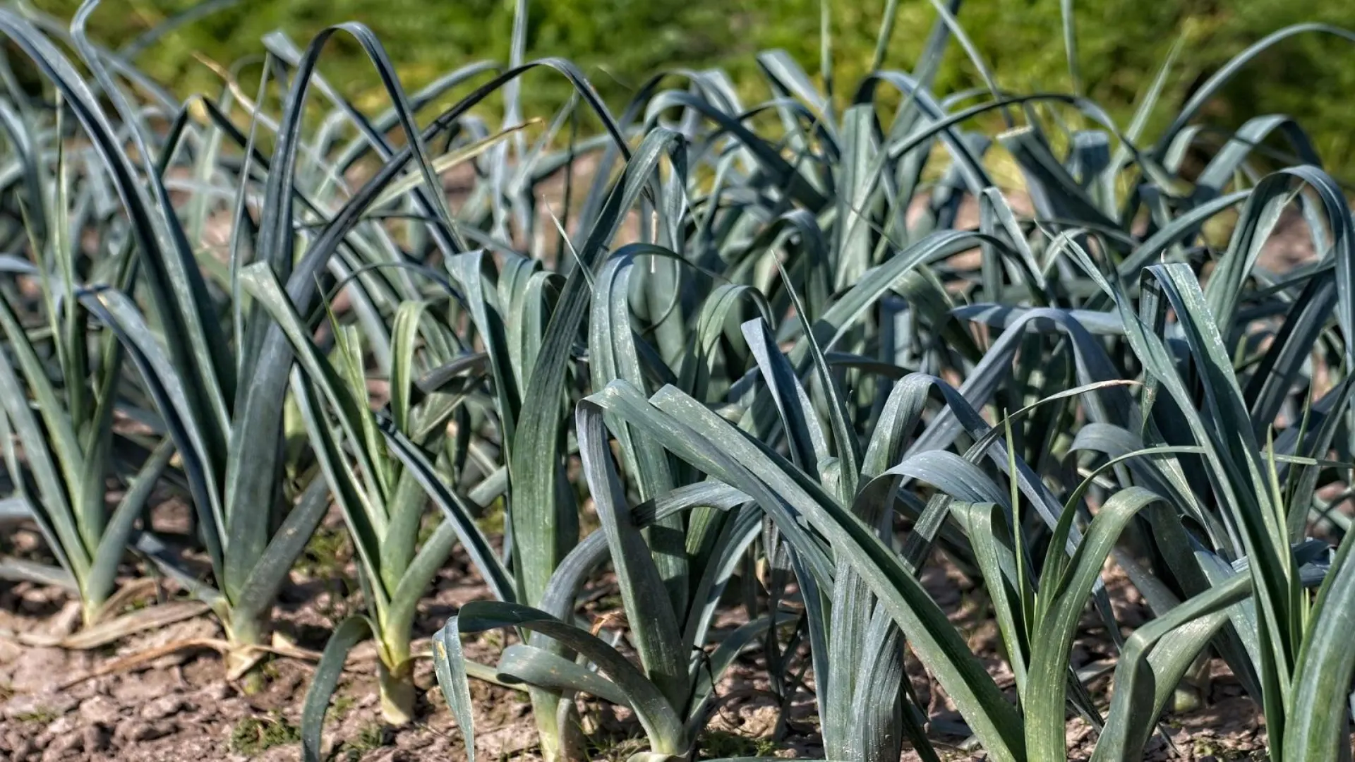 A field of green leeks plant growing in rich, dark soil under a clear blue sky.