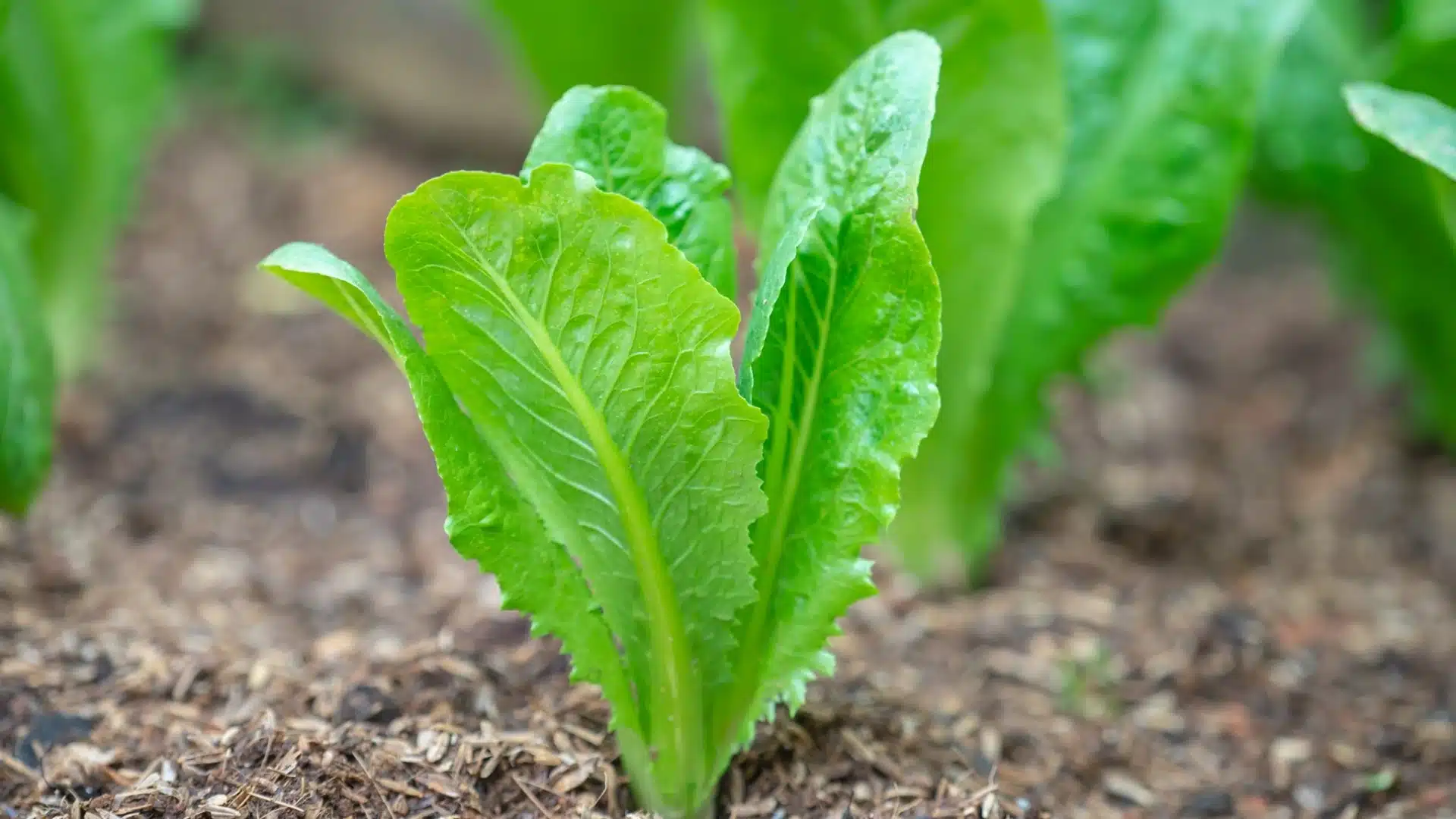 A row of vibrant green lettuce plants growing in rich, dark soil under natural sunlight.