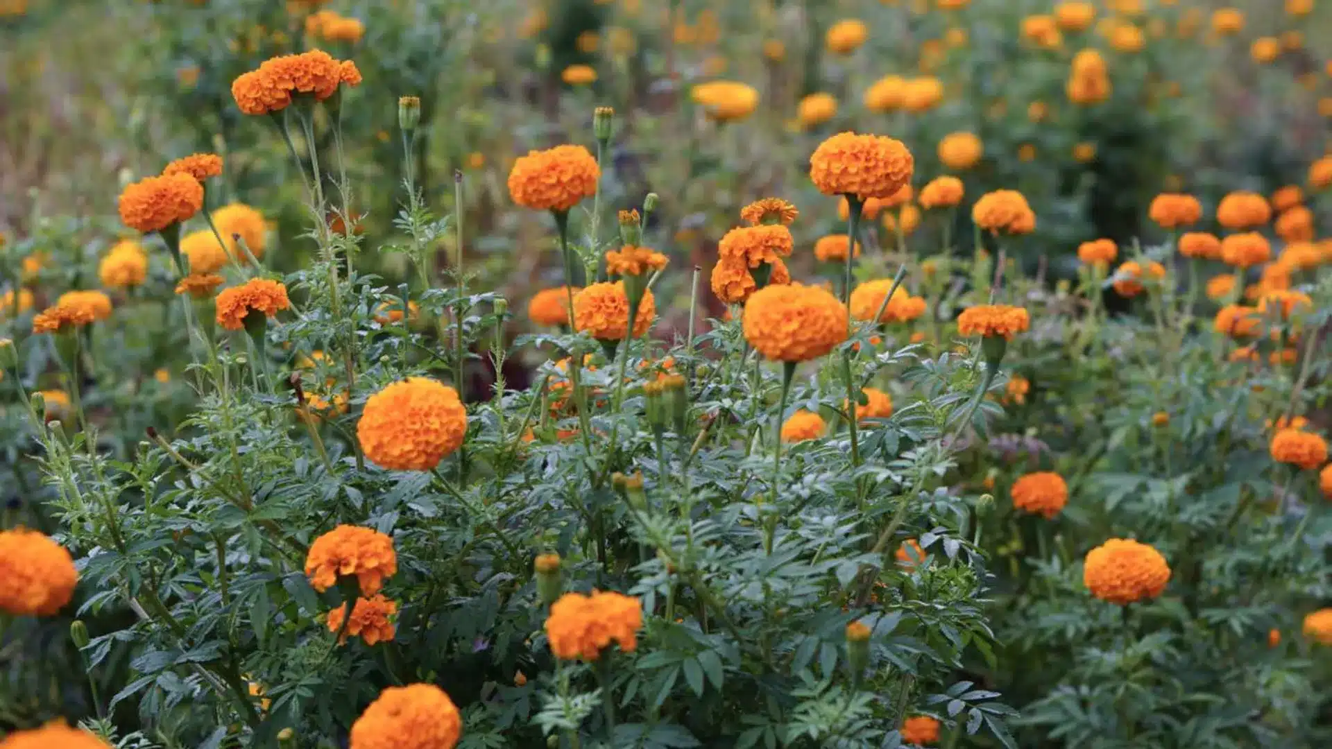 A vibrant field of orange marigold flowers, showcasing their bright petals against a green backdrop.