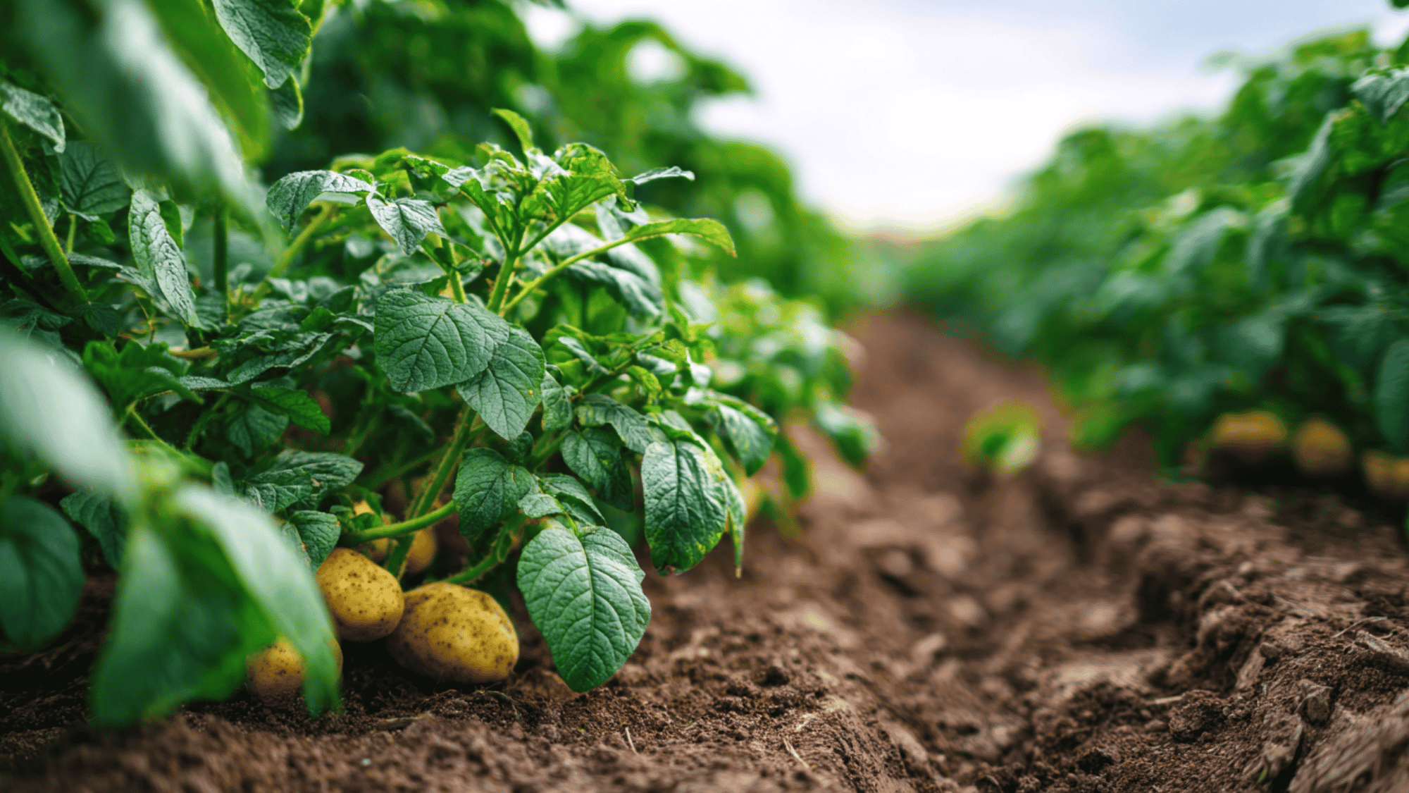 mature potato plants with yellow leaves showing signs of bulking and nearing harvest readiness