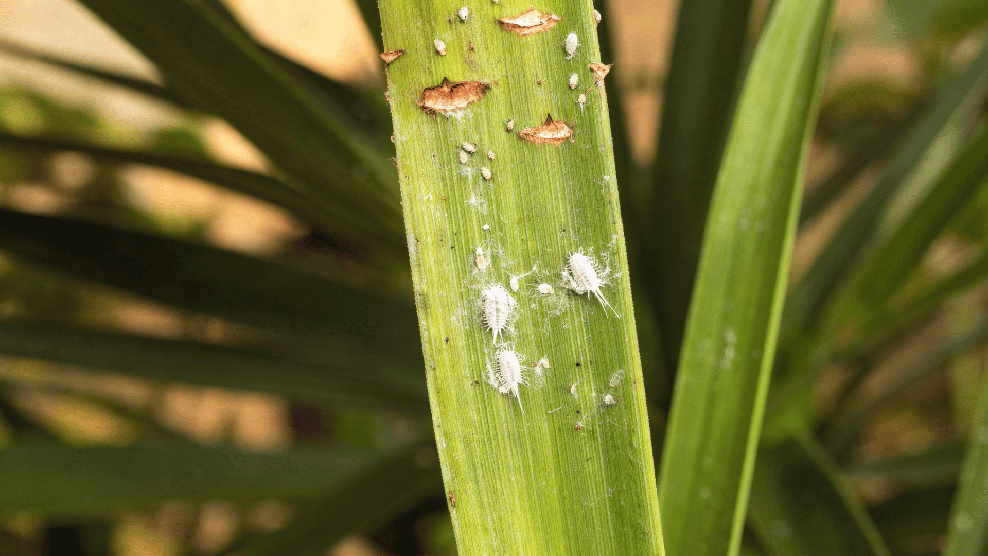 close-up of a yucca plant with white mealybugs on the leaves while a person cleans the plant using a cloth and neem oil spray nearby