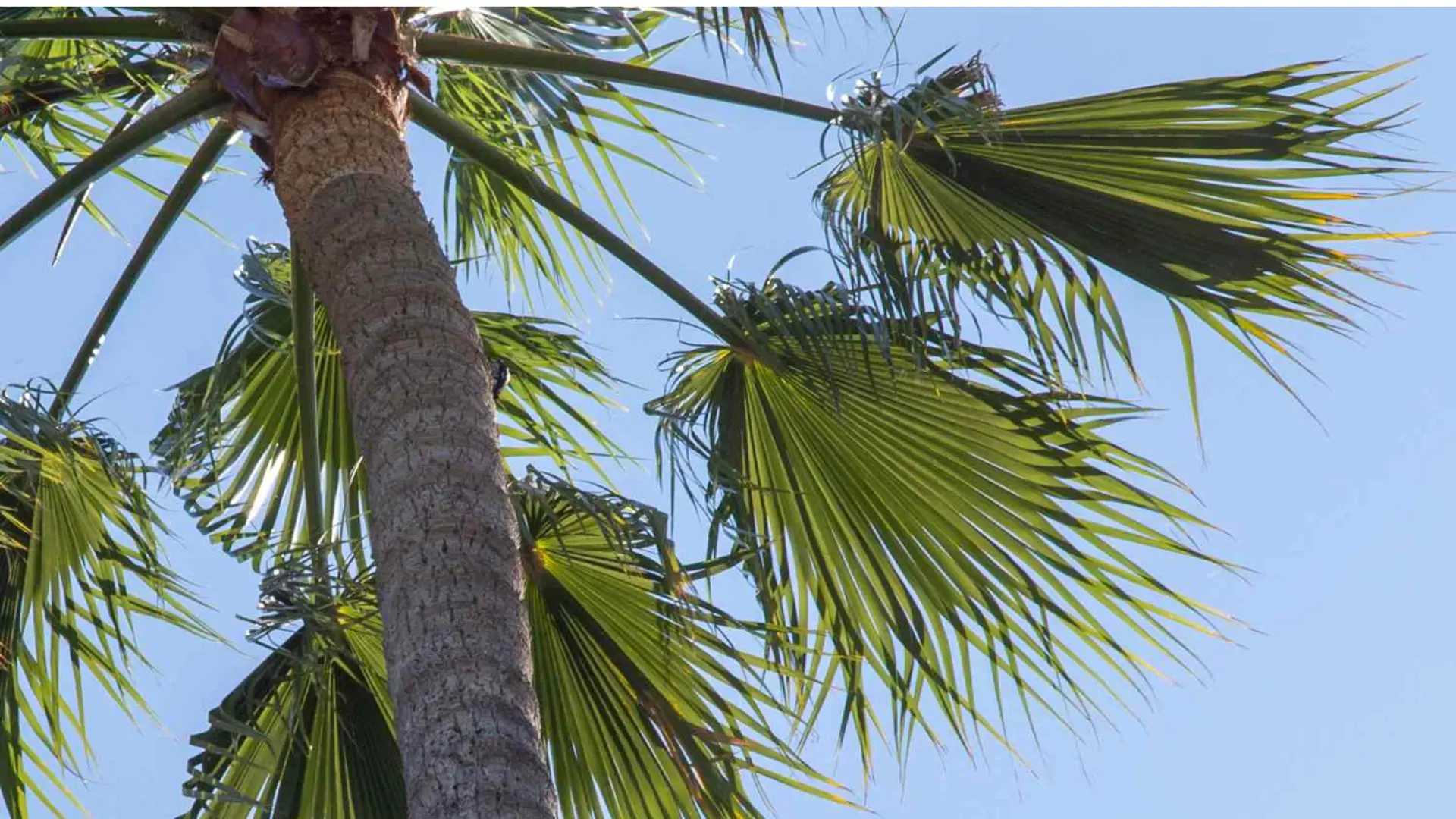 Close-up of a palm tree trunk and green fronds against a clear blue sky.