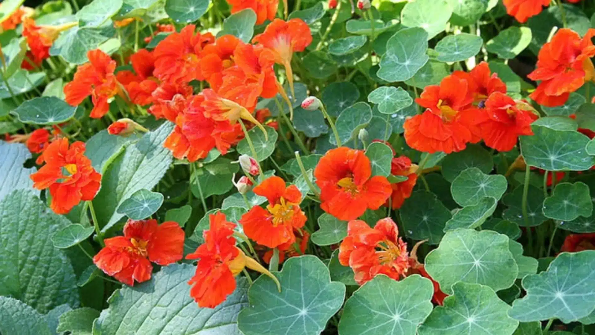 A vibrant cluster of orange flowers surrounded by lush green leaves, creating a lively natural scene.