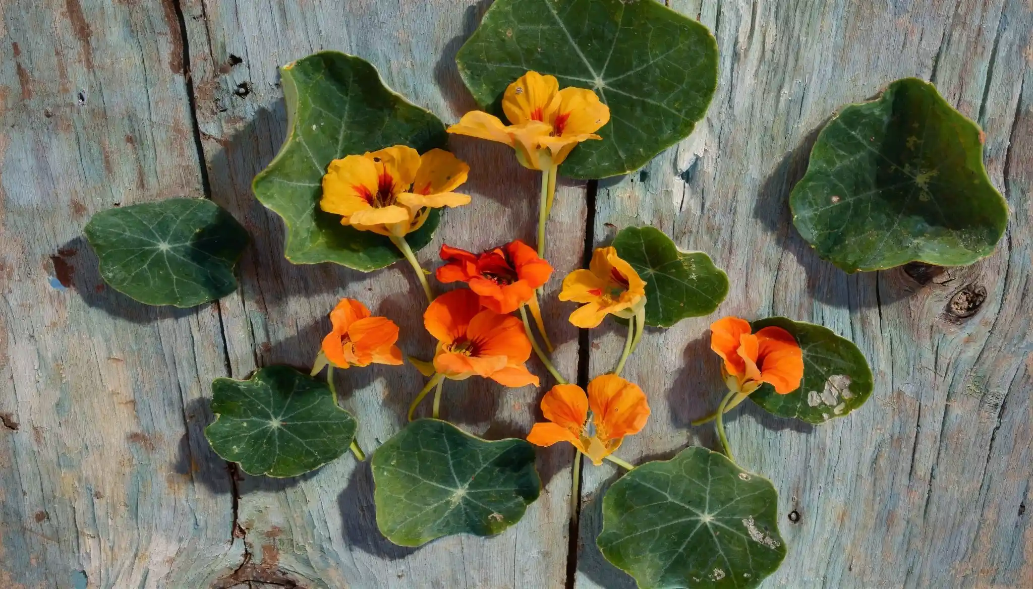 Orange and yellow nasturtium flowers with green leaves are arranged on a weathered, blue wooden surface.