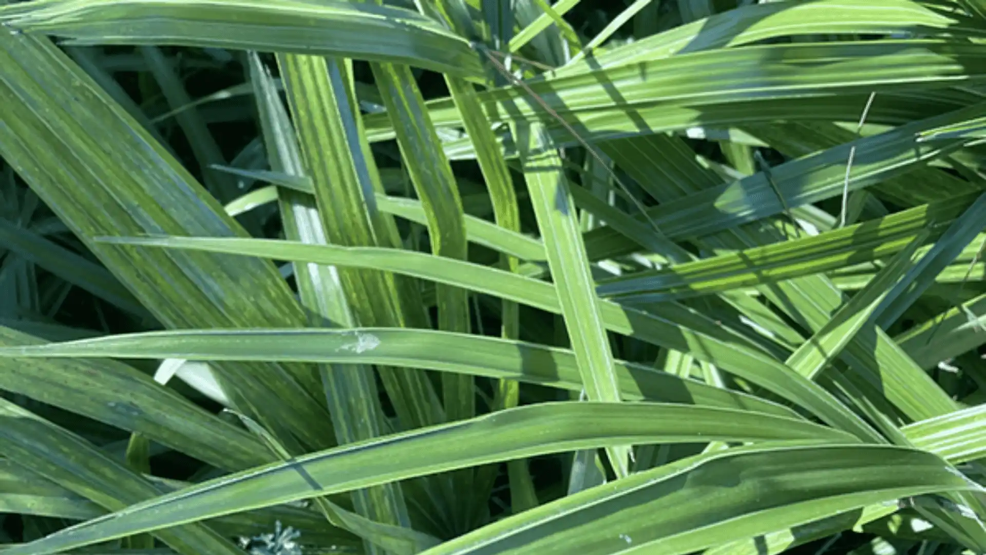 Close-up of lush green palm fronds with delicate white stripes, casting shadows.