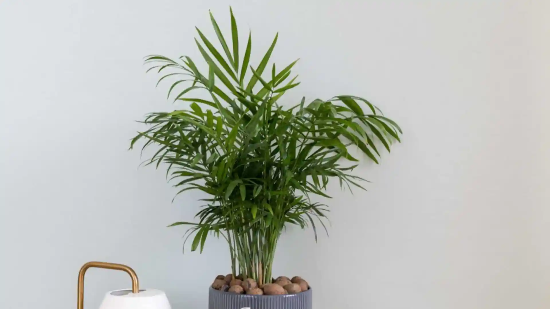 Areca palm plant in a grey ribbed planter with decorative stones on a white background.