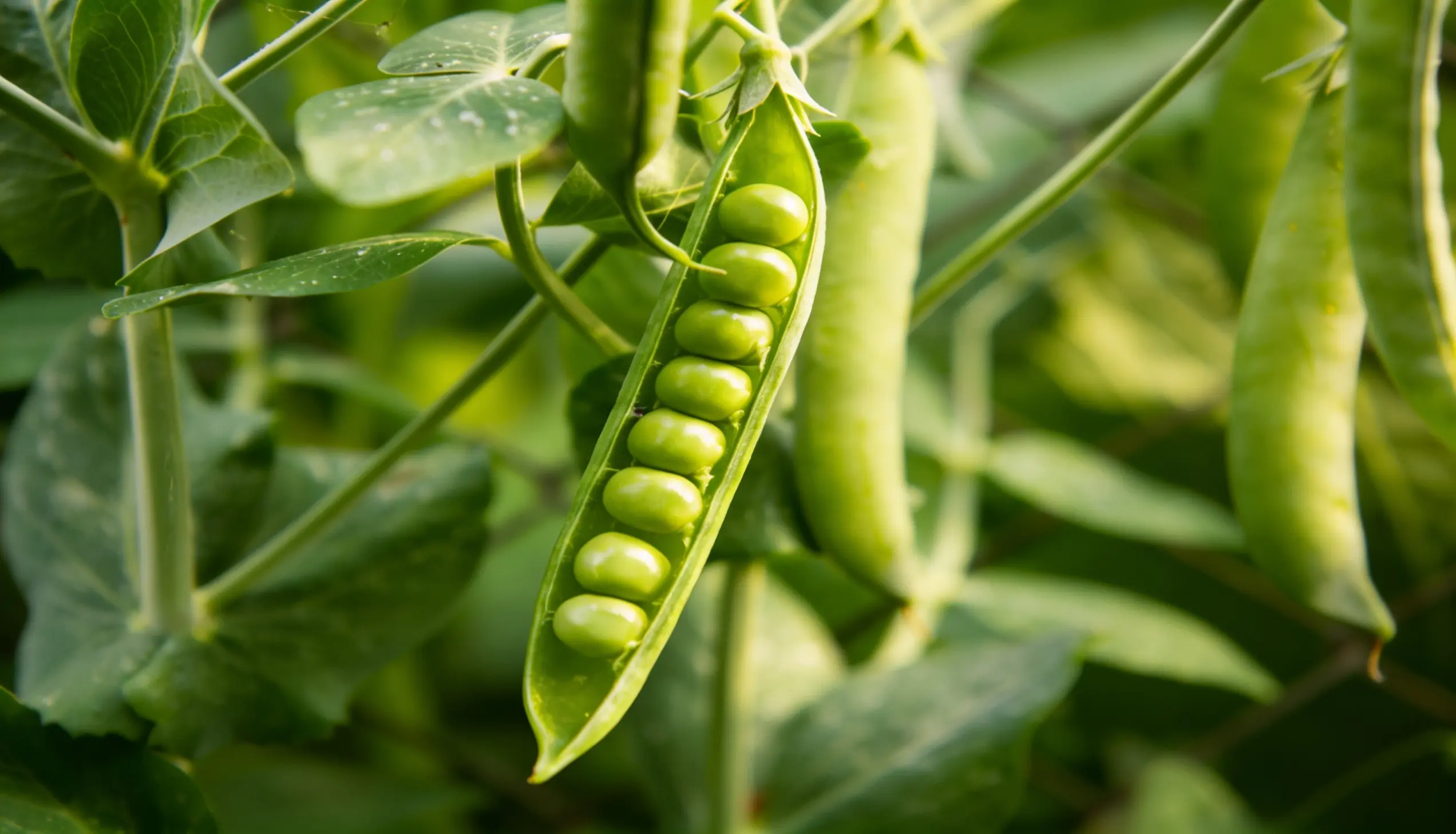Close-up of a ripe pea pod on a vine, revealing a row of plump green peas.
