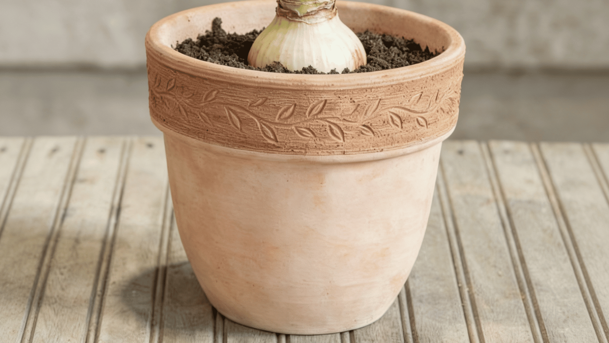 planting amaryllis bulb into the soil