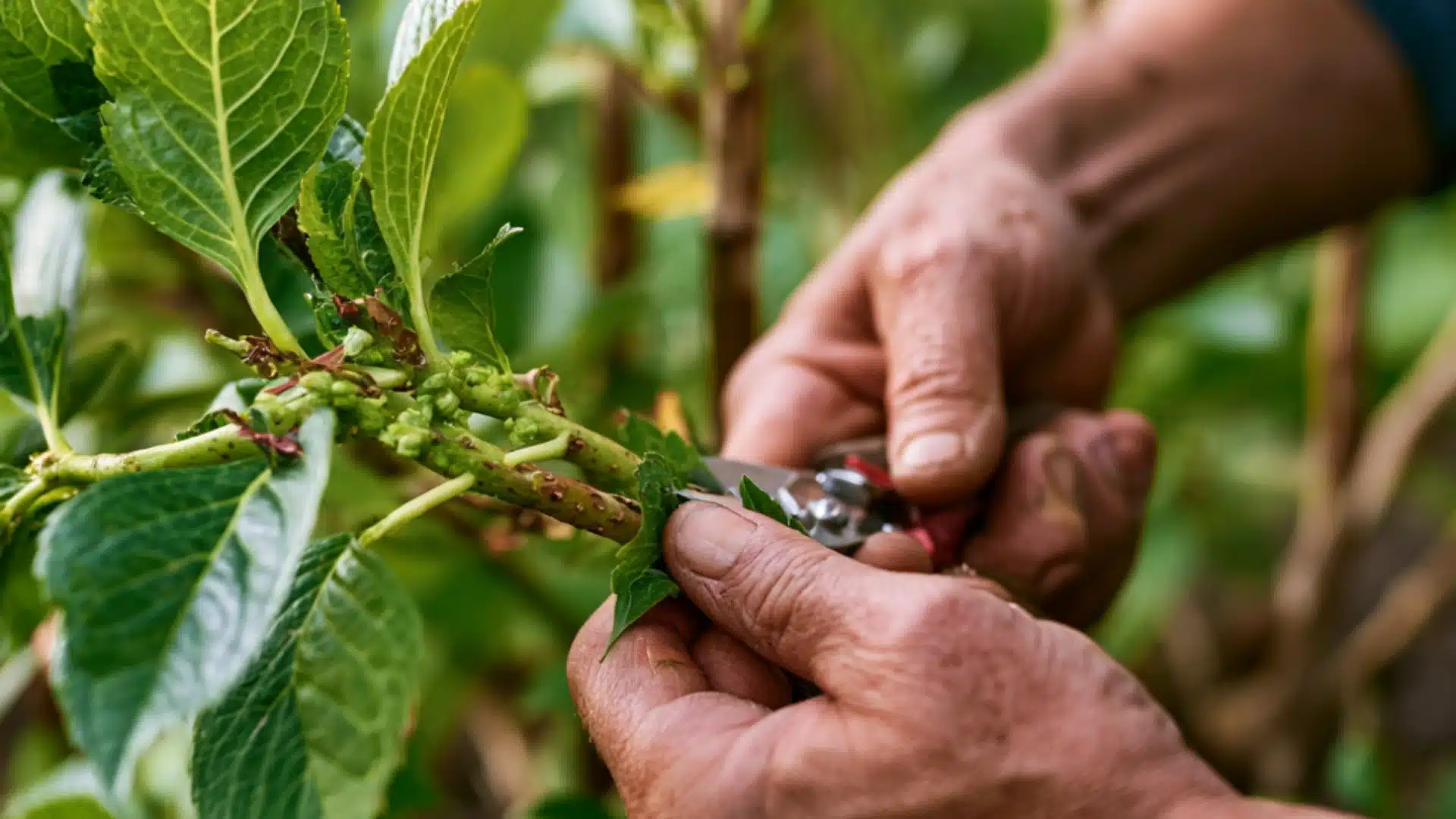 A person using scissors to trim a green plant, focusing on the leaves and stems being cut.