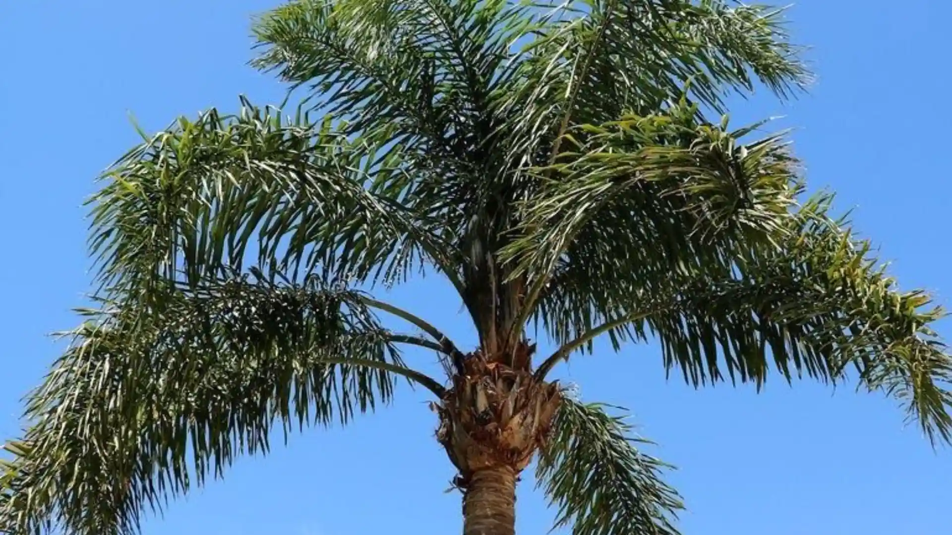 Close-up of a green palm tree against a clear blue sky.