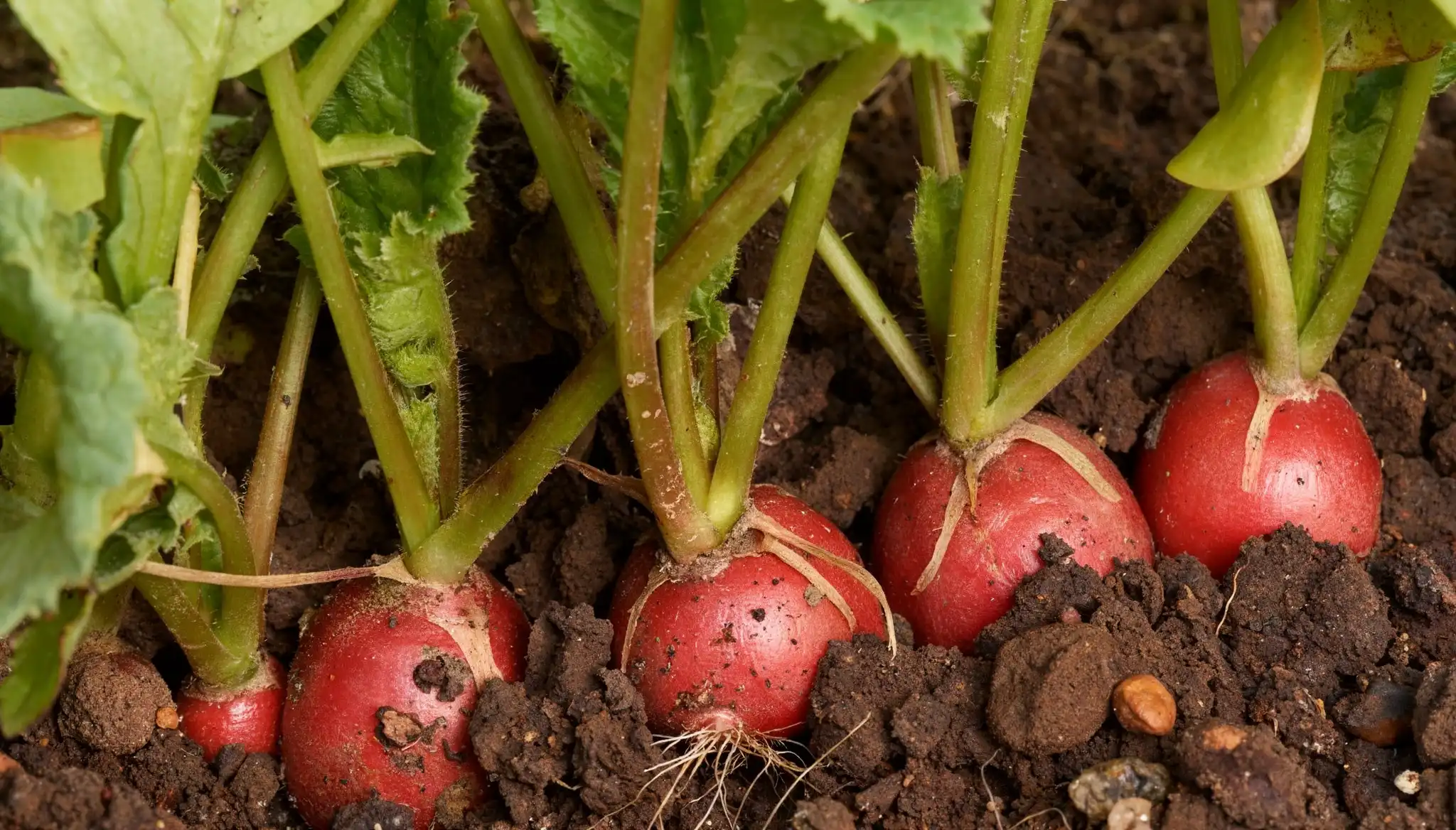 Several ripe red radishes are growing in dark soil with green leafy tops.