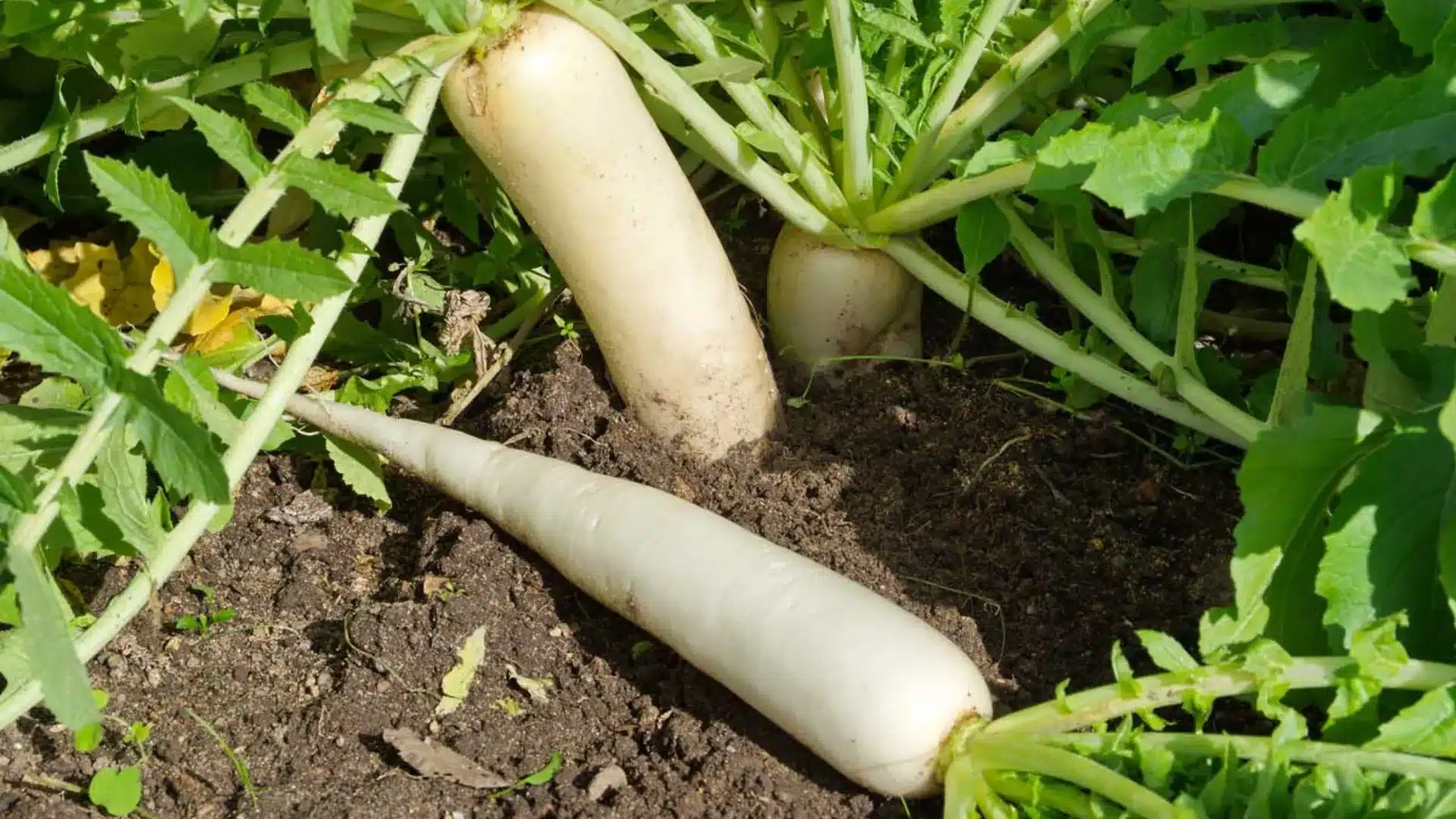 Radishes growing in soil, with their vibrant red roots partially exposed above the ground