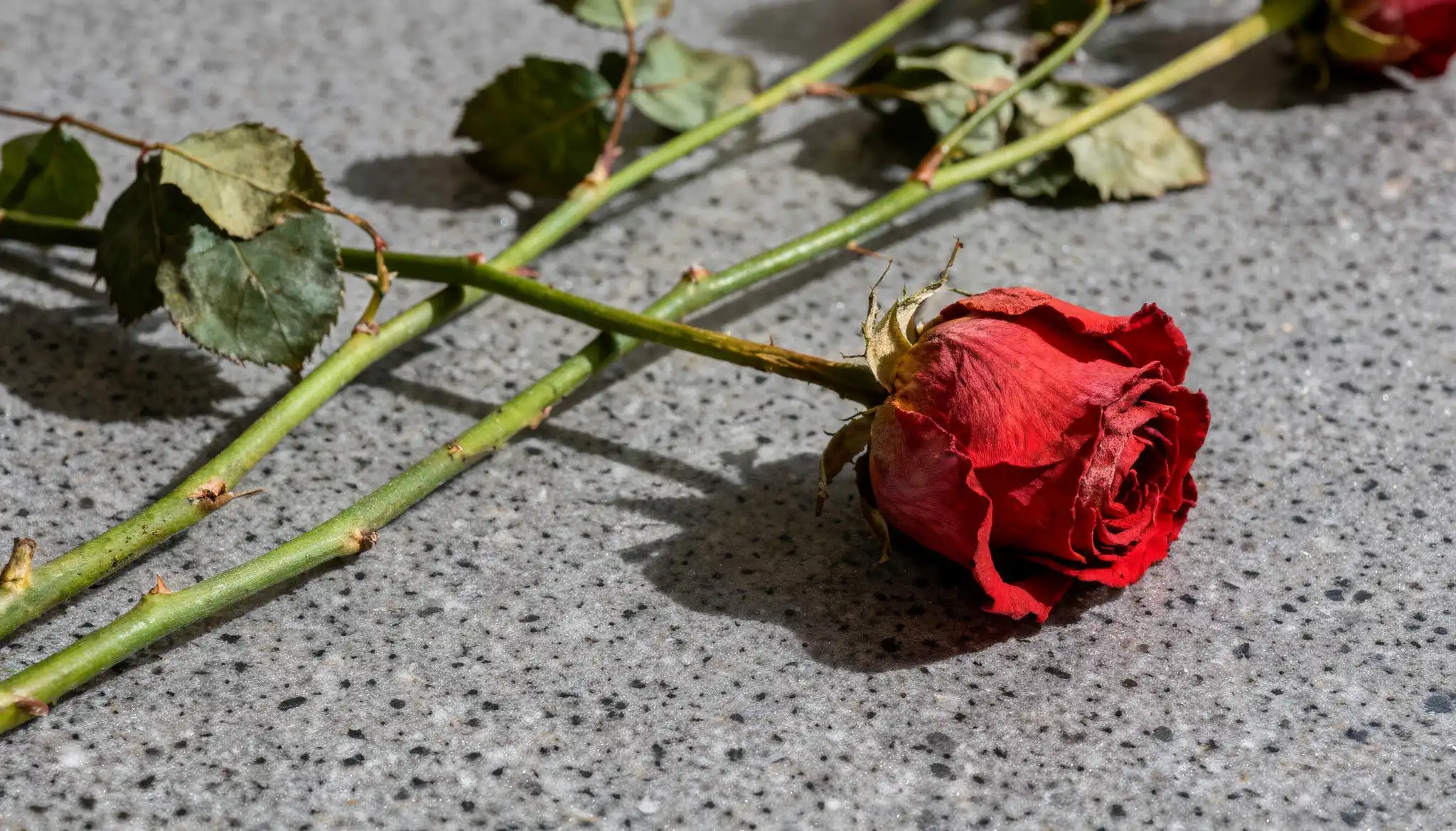 A single wilting red rose lies on a speckled gray surface with green stems and sparse, dry leaves.