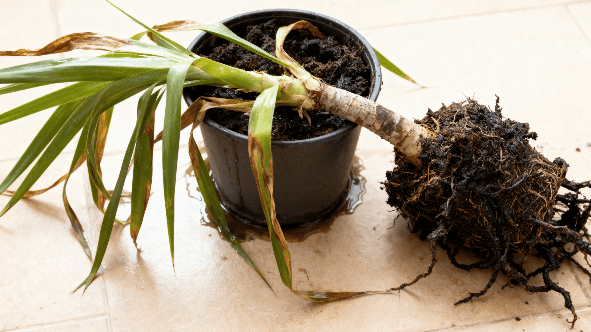 unhealthy yucca plant with drooping leaves and soggy soil, showing signs of root rot with damaged roots exposed near the pot