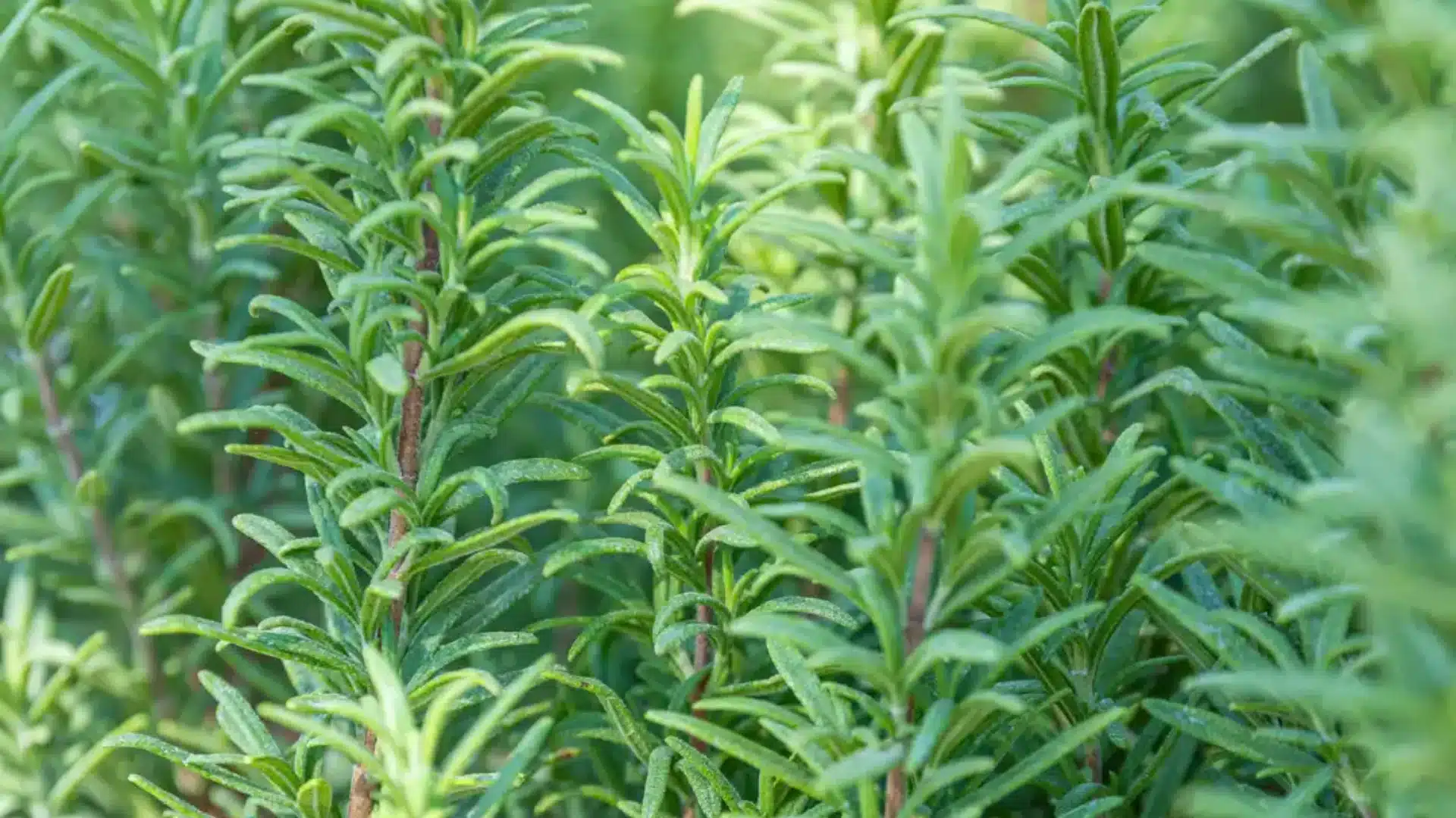 Several potted plants arranged, highlighting their lush leaves and healthy growth in a controlled environment.