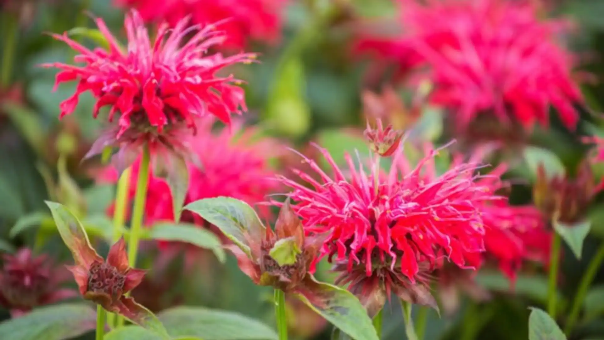 roses-with-bee-balm