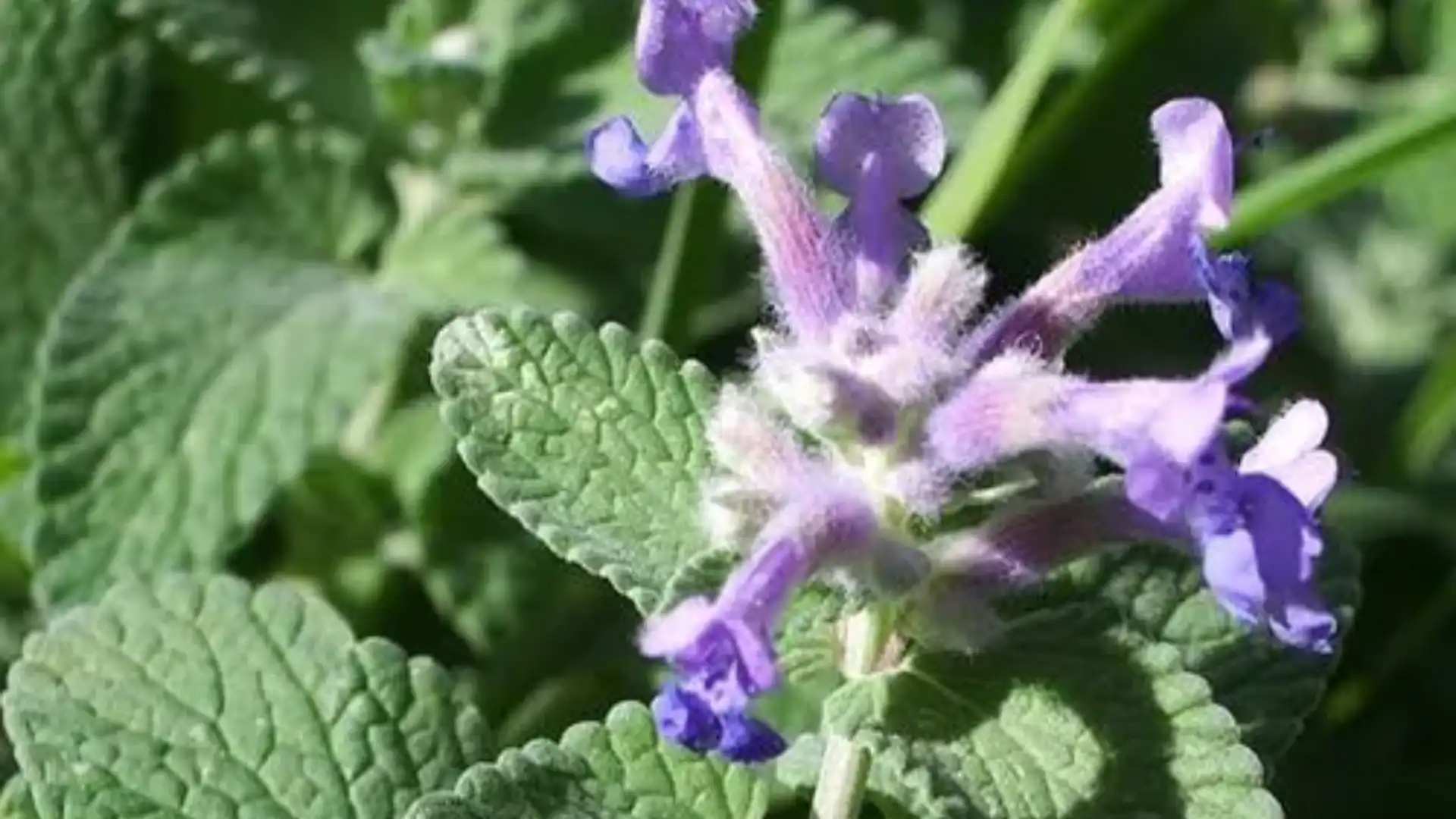 roses-with-catmint