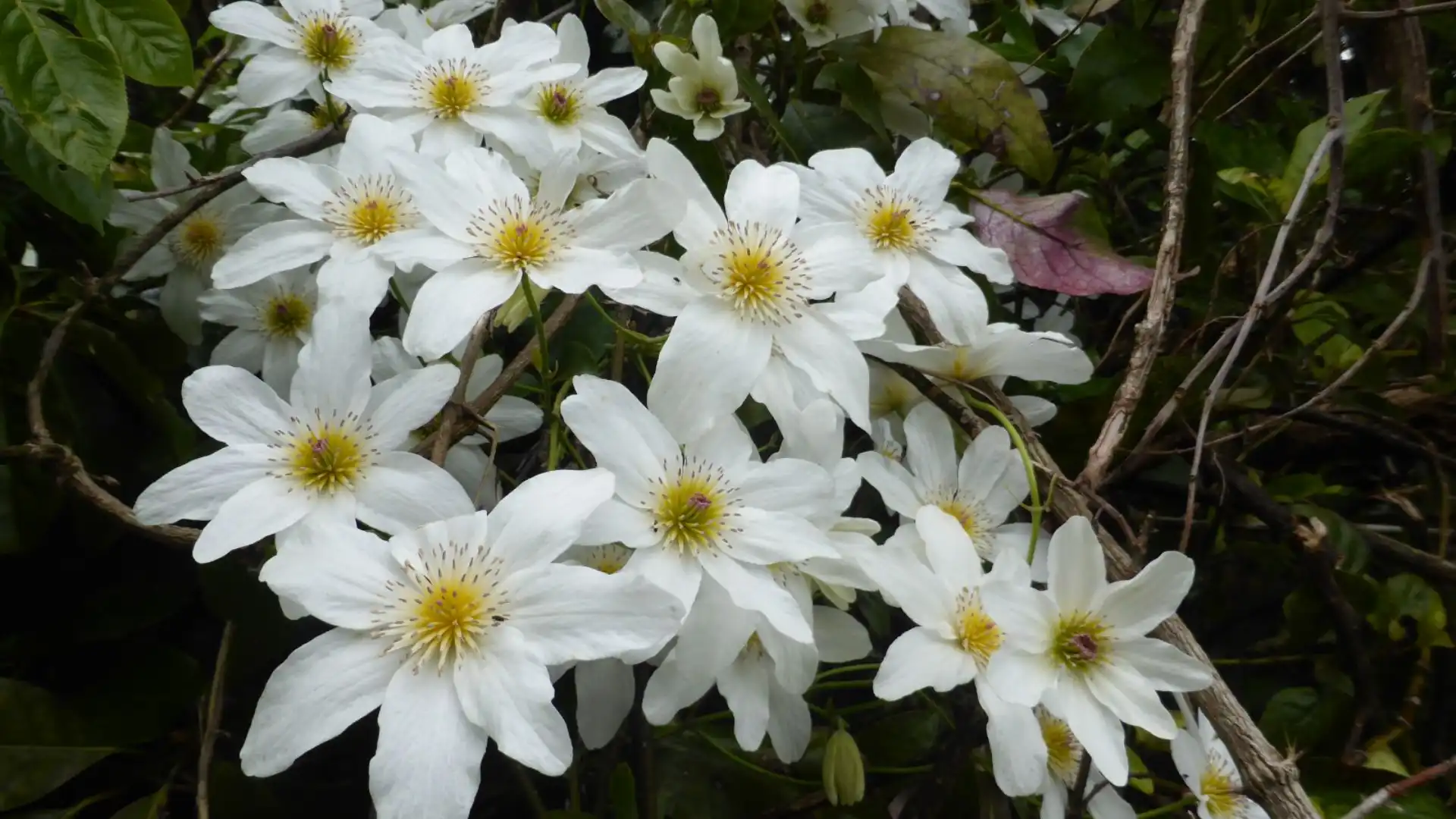 roses-with-clematis