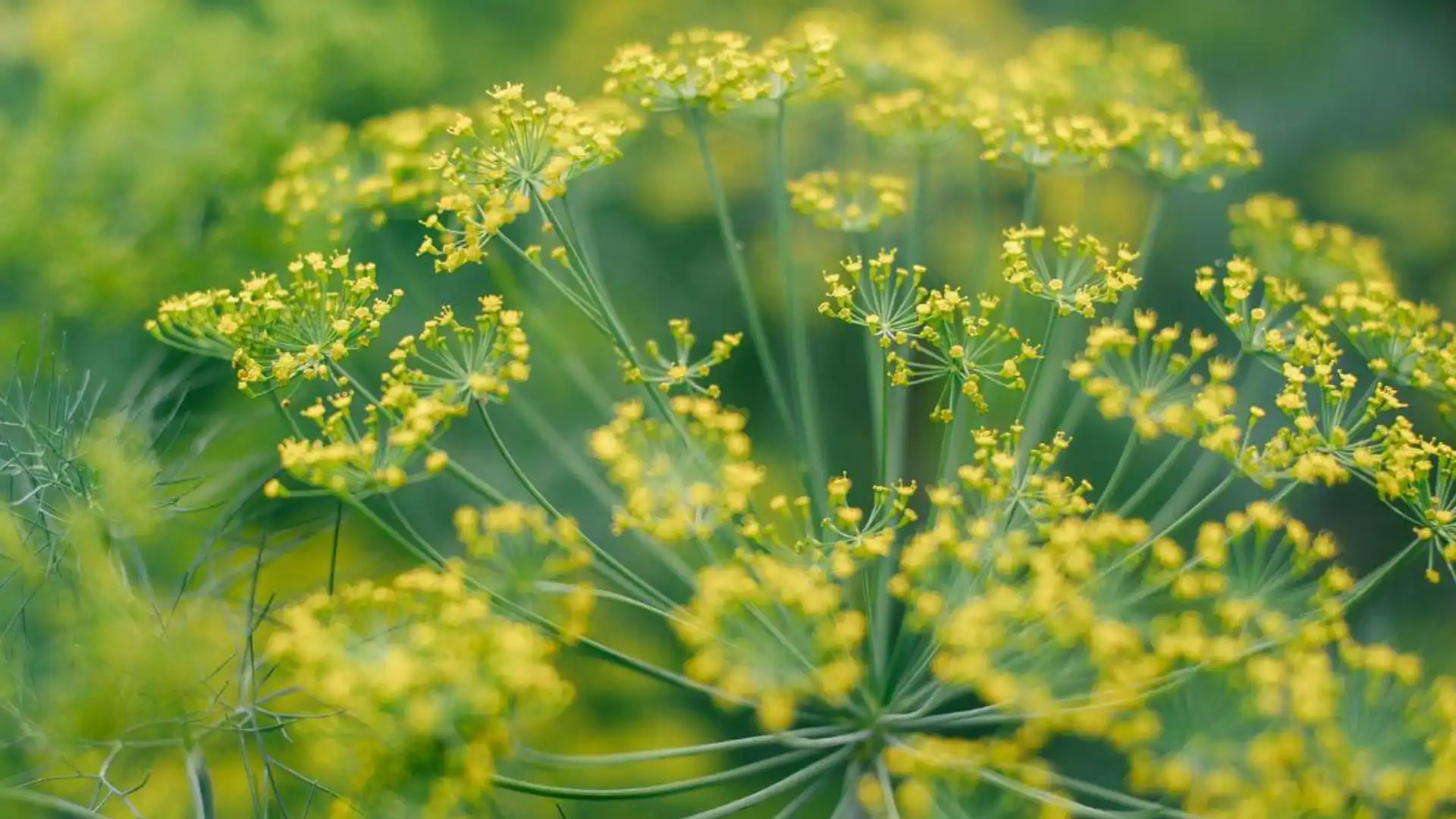 roses-with-dill