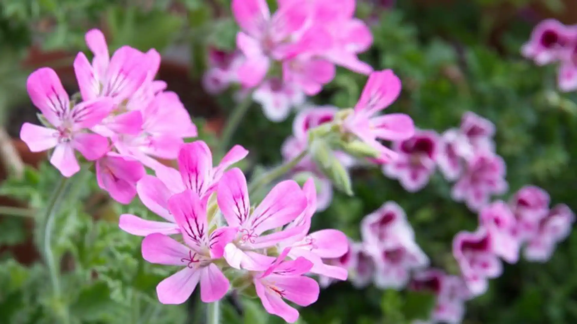 roses-with-geraniums