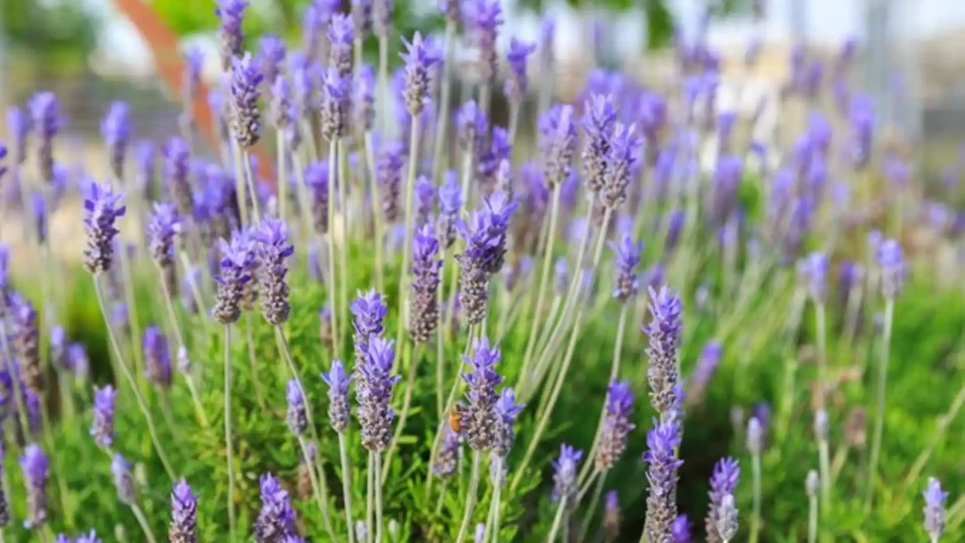 roses-with-lavender
