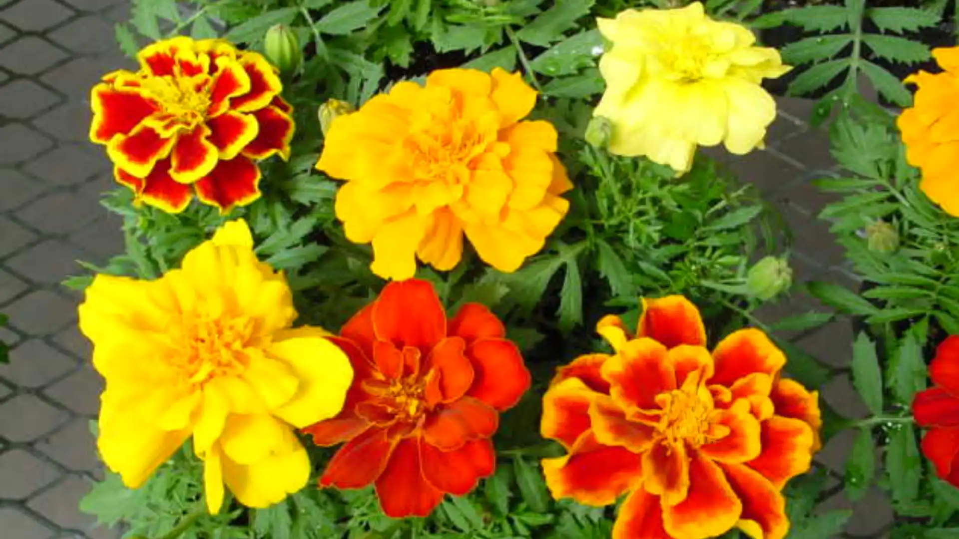 roses-with-marigolds