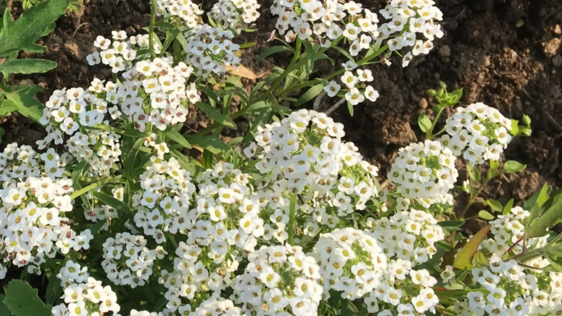 roses-with-sweet-alyssum