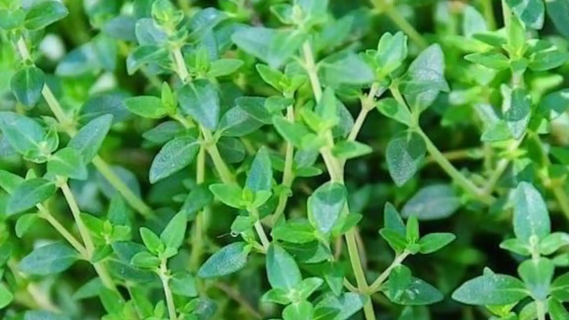 roses-with-thyme