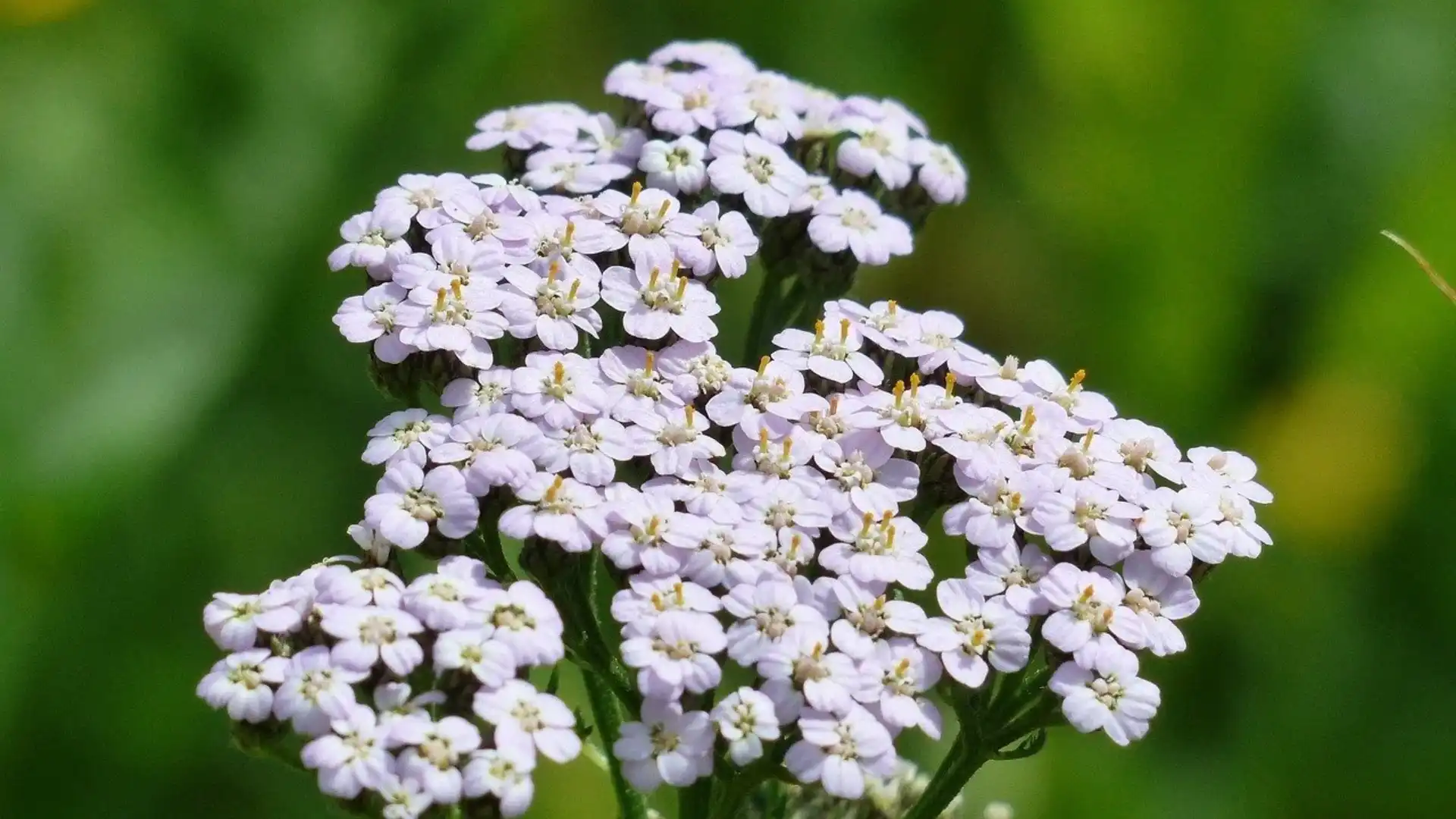 roses-with-yarrow