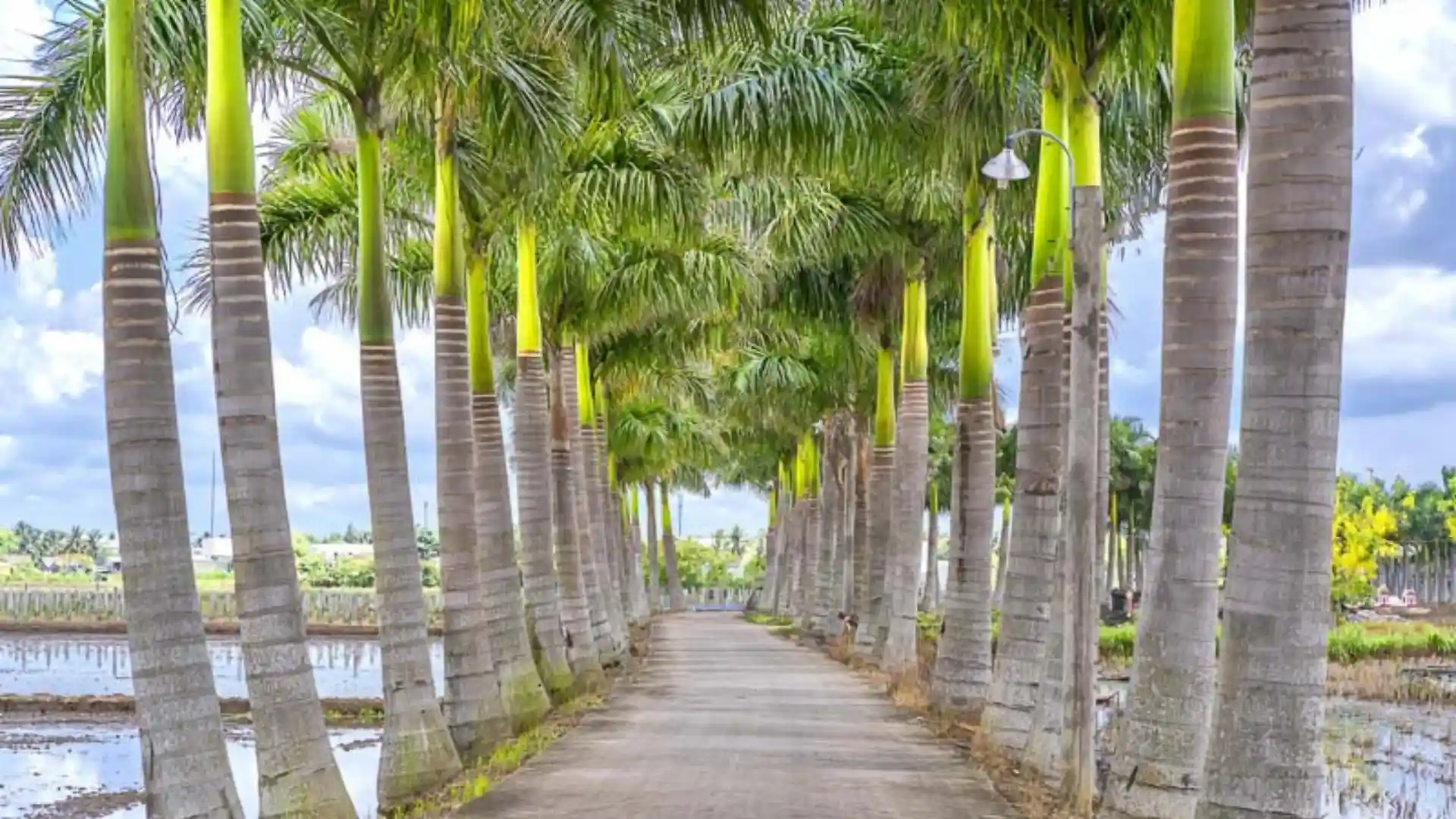 A paved pathway lined with tall palm trees stretches into the distance under a partly cloudy sky.