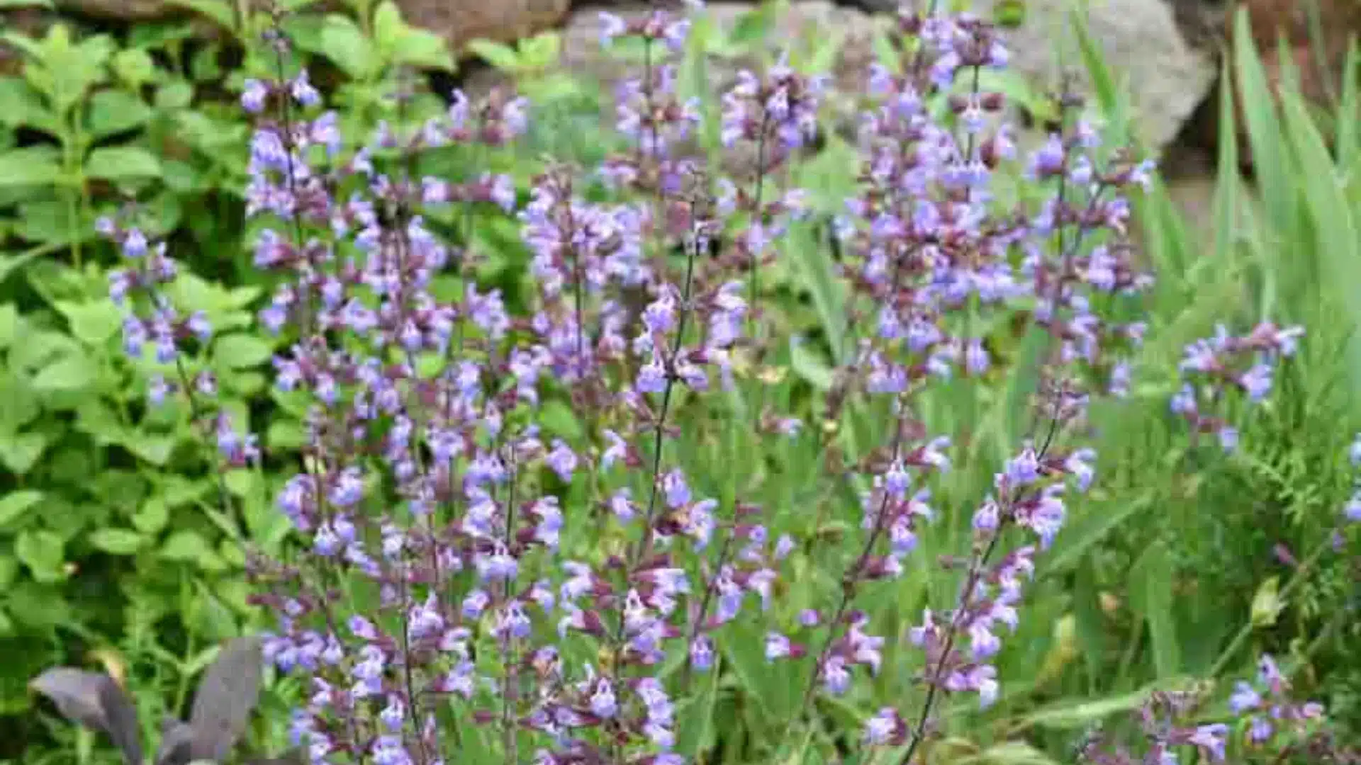 A vibrant plant with purple flowers blooming in a lush garden setting.