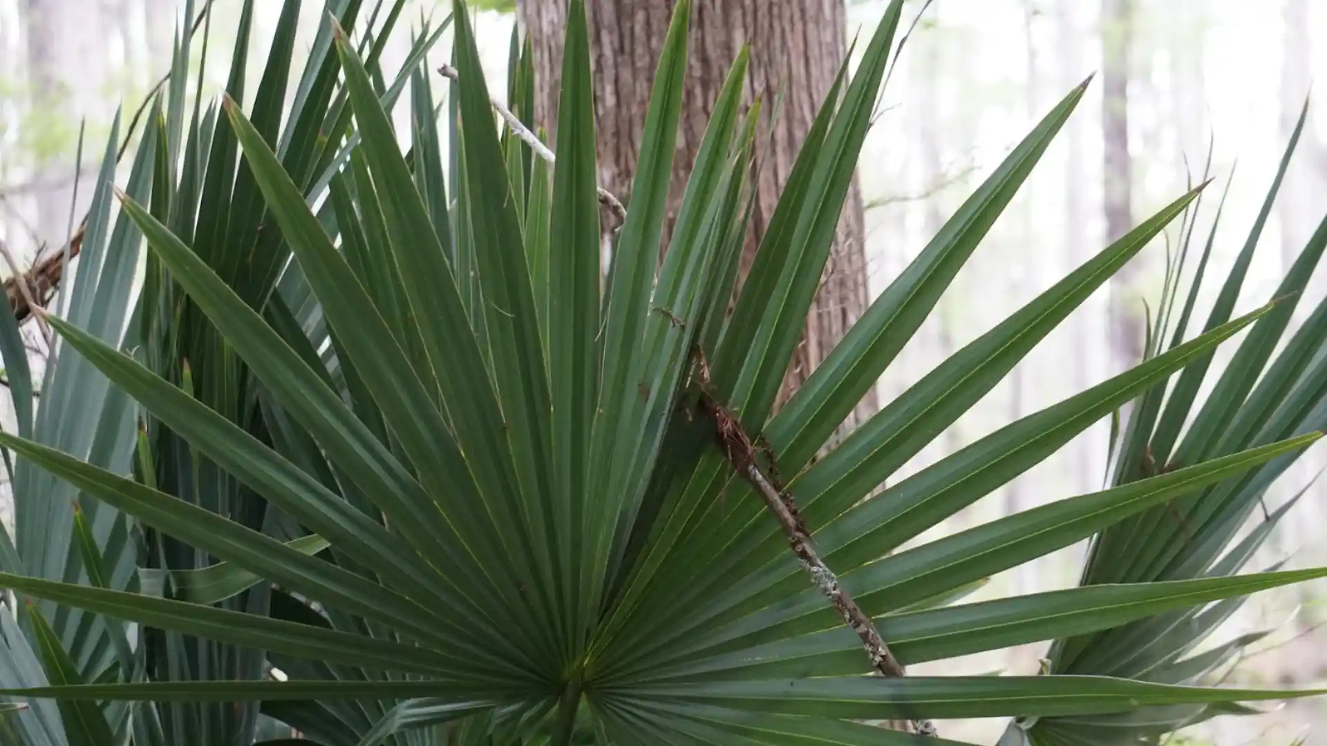 Close-up of saw palmetto leaves with a textured tree trunk in the background.