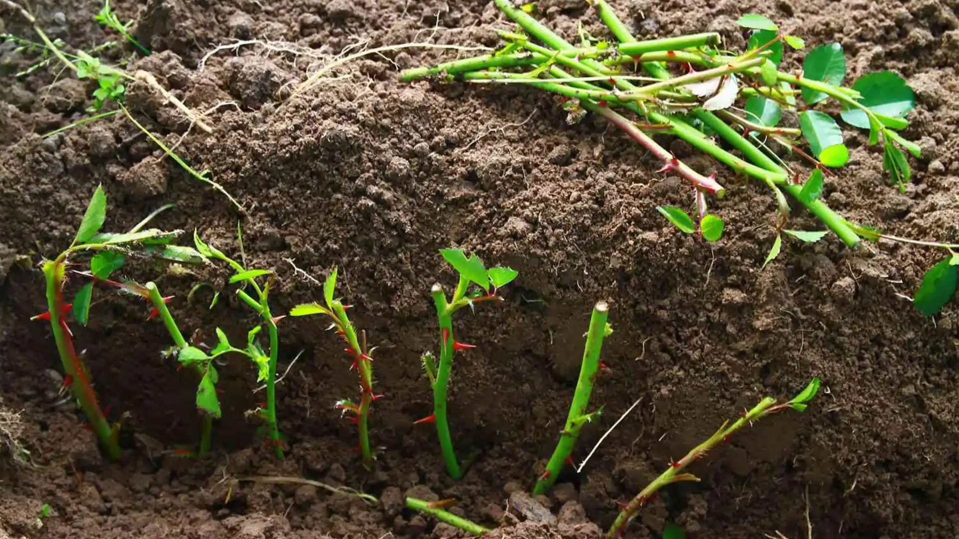 Rose cuttings with thorns are planted in dark soil.