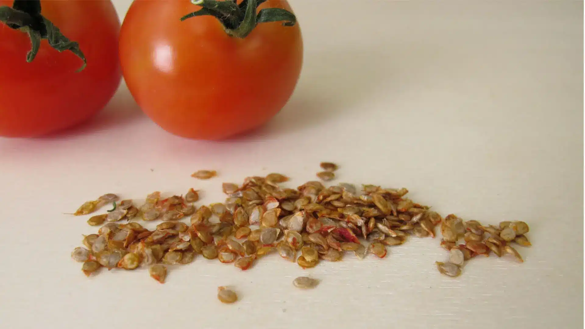 Pile of tomato seeds with two tomatoes in the background.