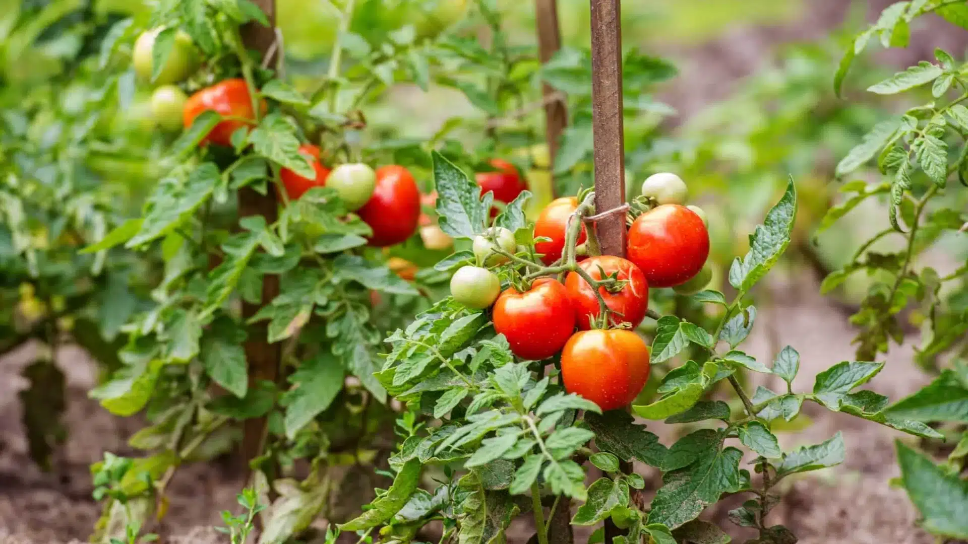 A field of tomatoes, with clusters of ripe red fruit nestled among healthy green leaves under clear blue skies.